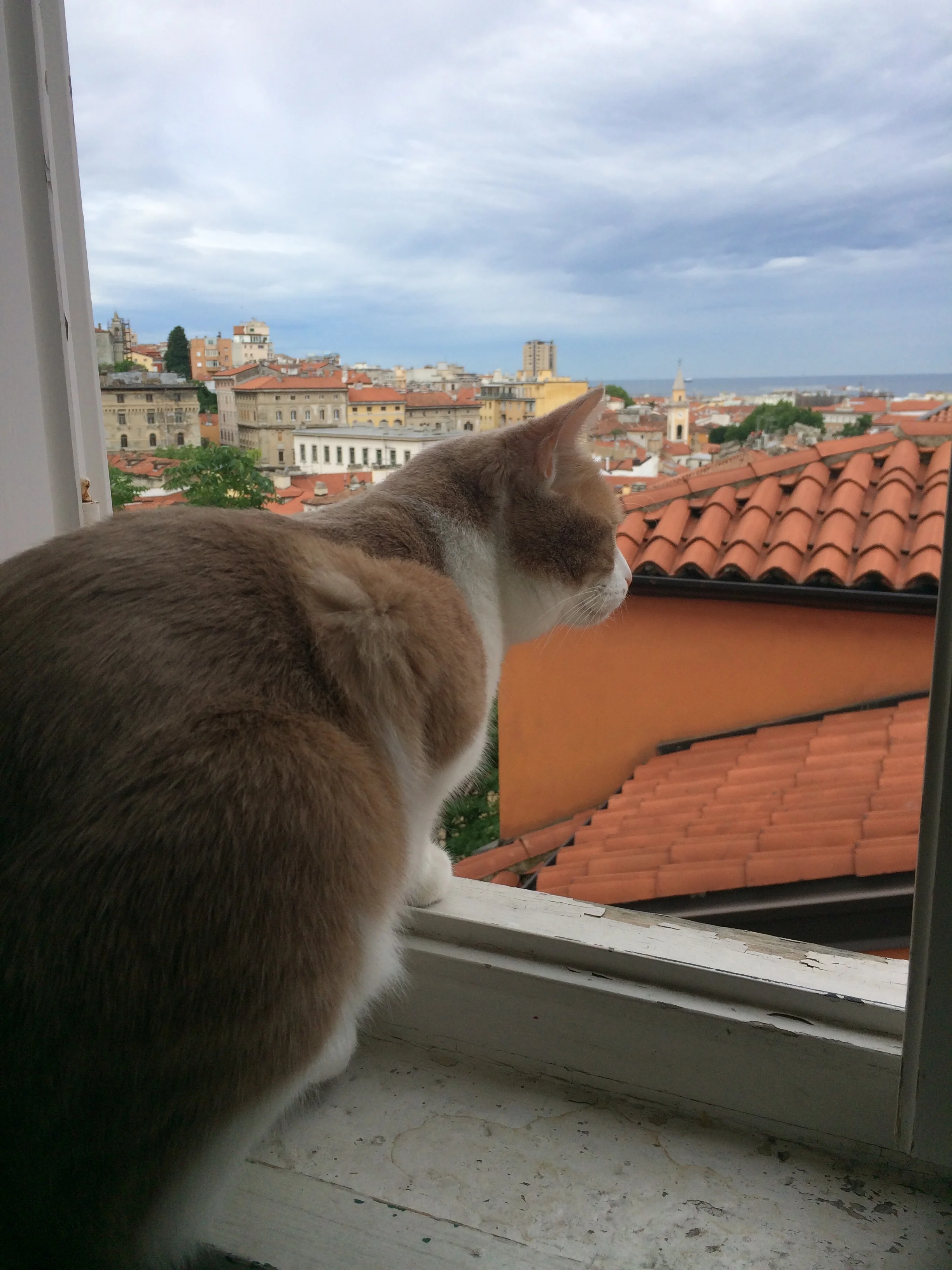 Attila ponders his next attack