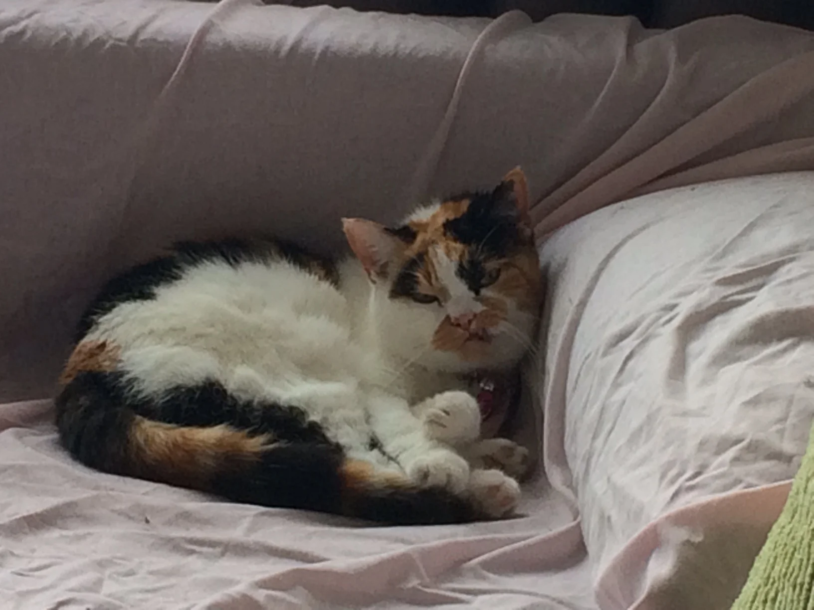 Pebbles is a bit shy
