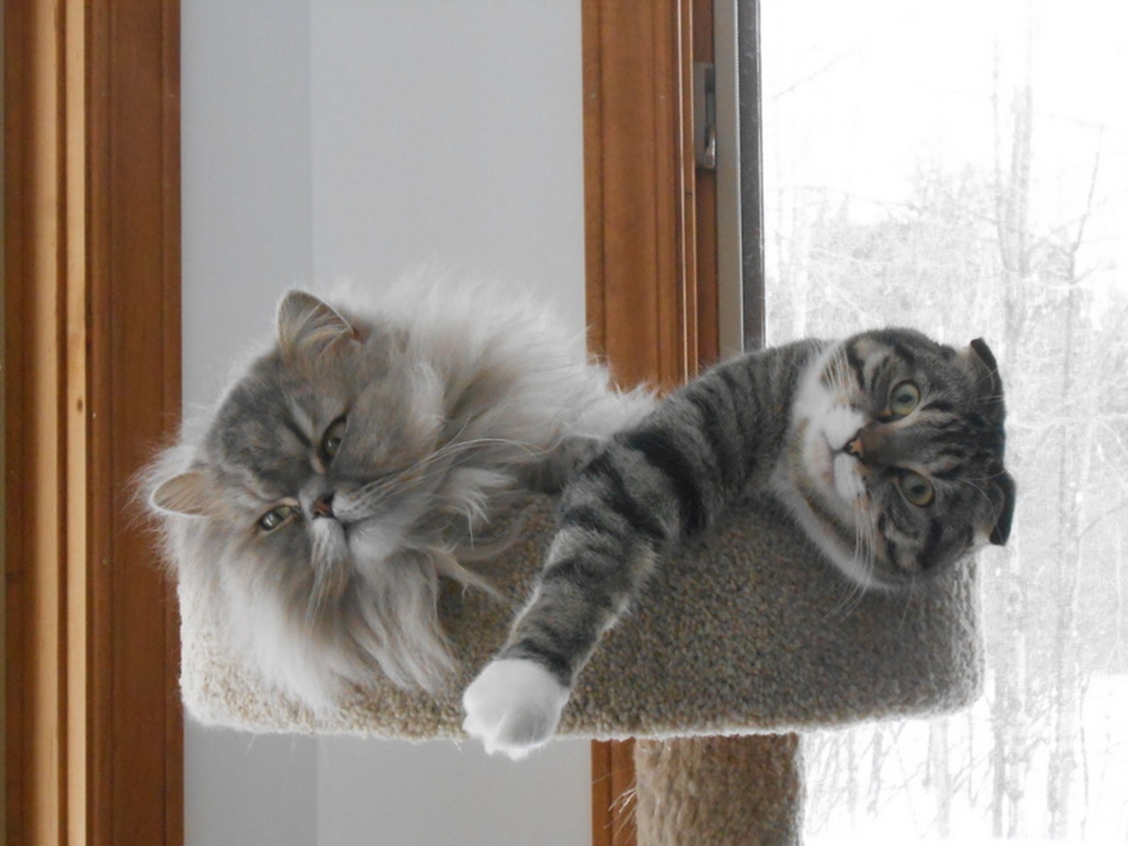  Sweet kitties in the USA