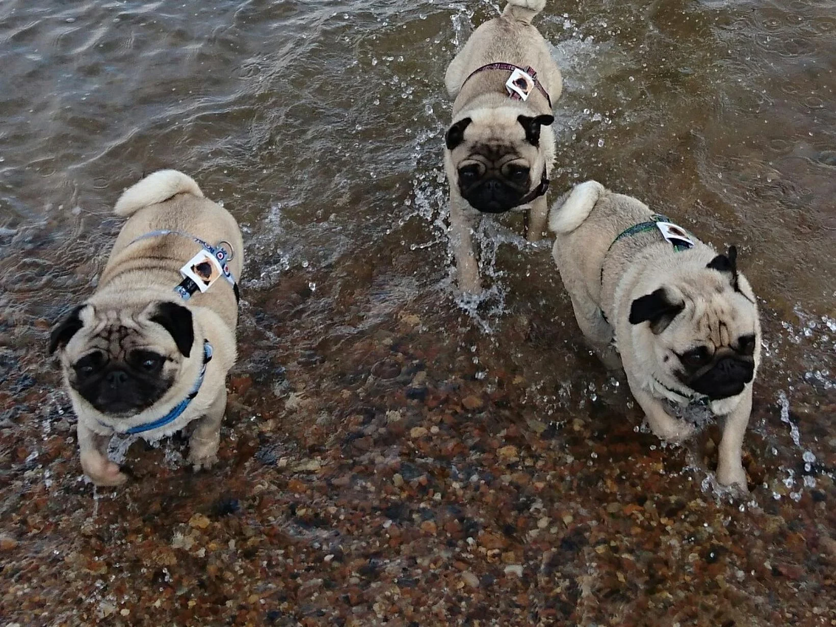 Playful pugs in France