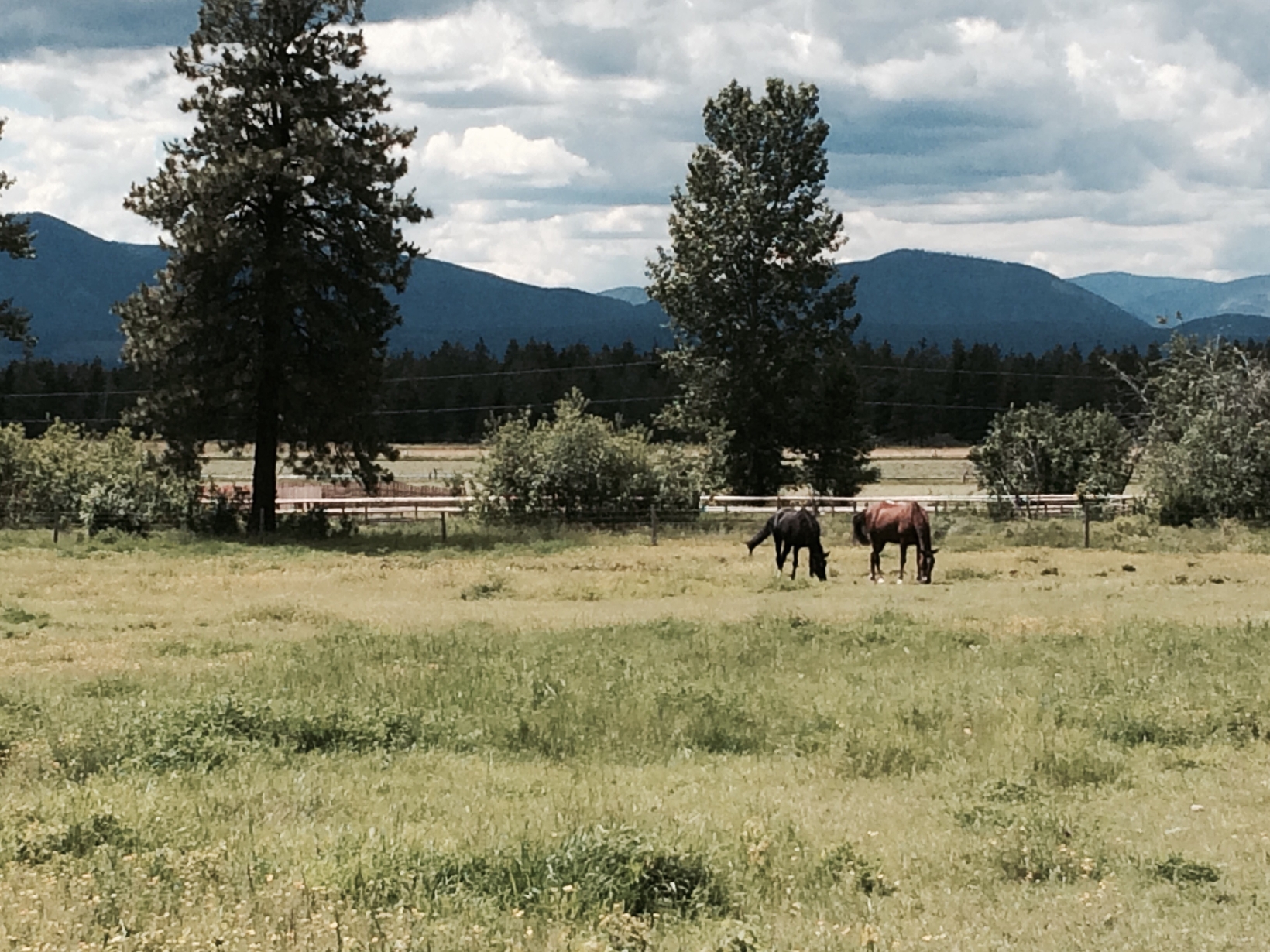 Horse ranch in Australia