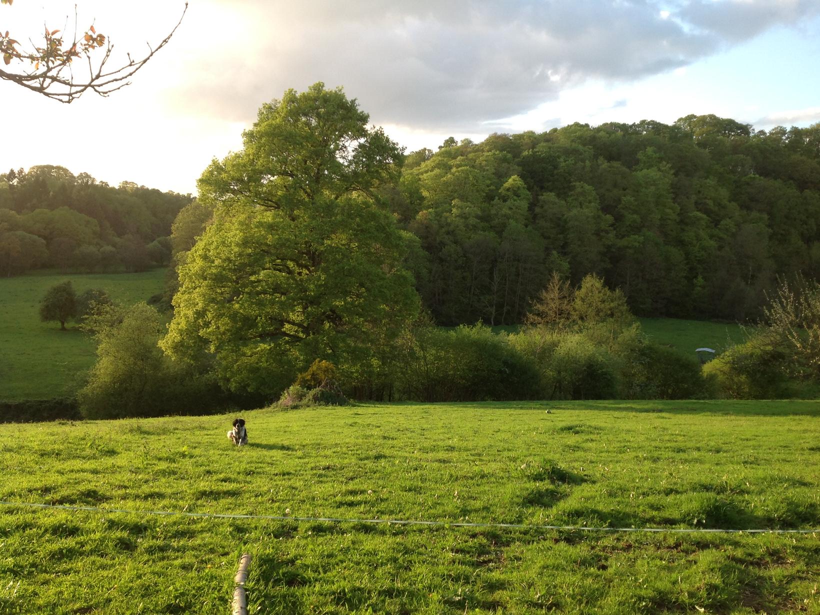 Dog sitting in rural France