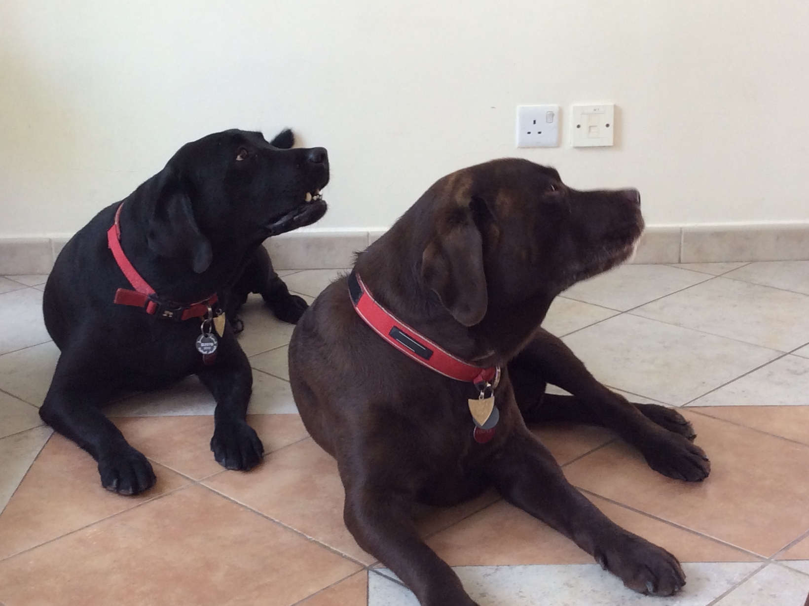 Lovable labradors in the UK