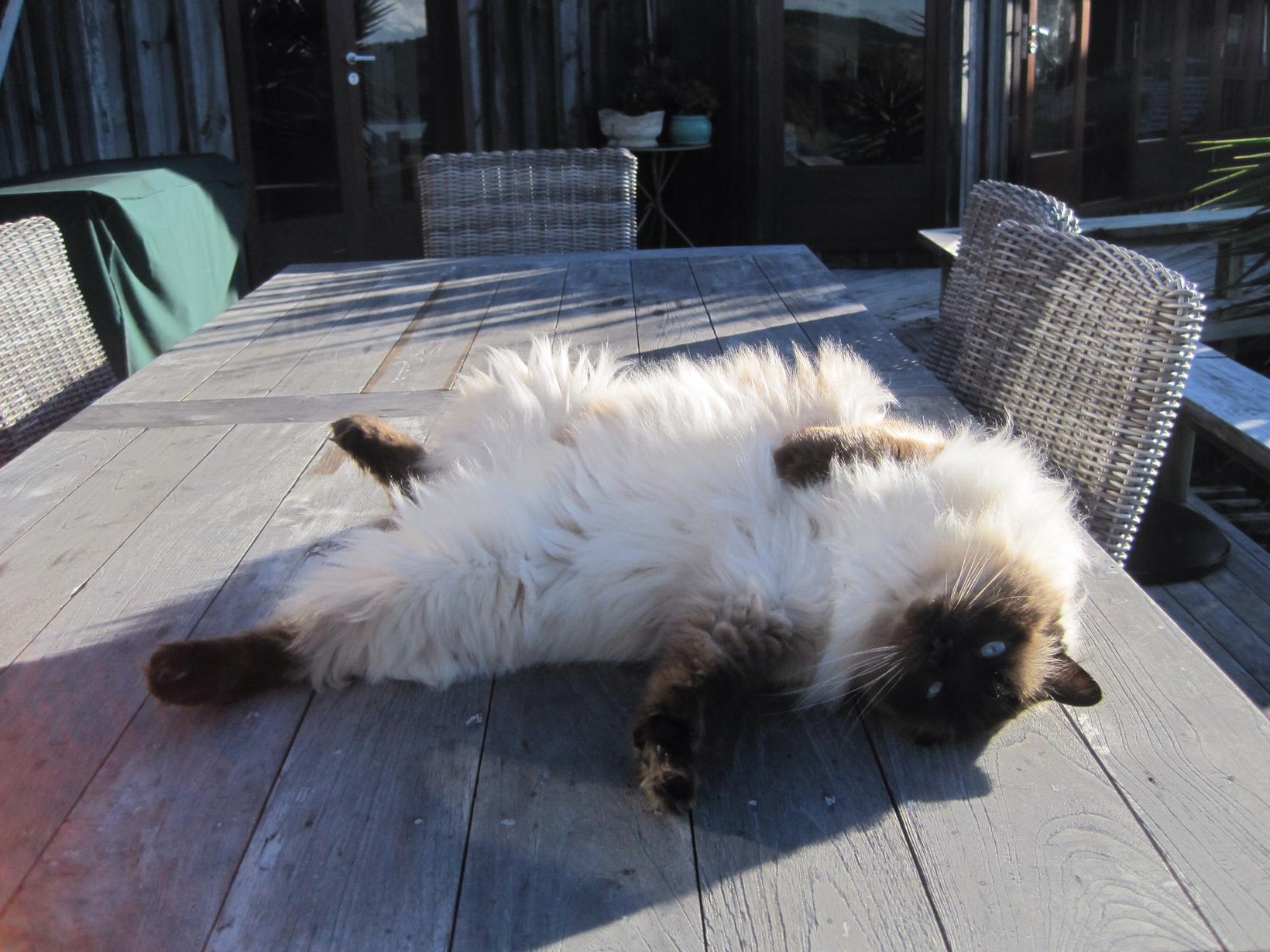 Adorable rag doll in Australia 