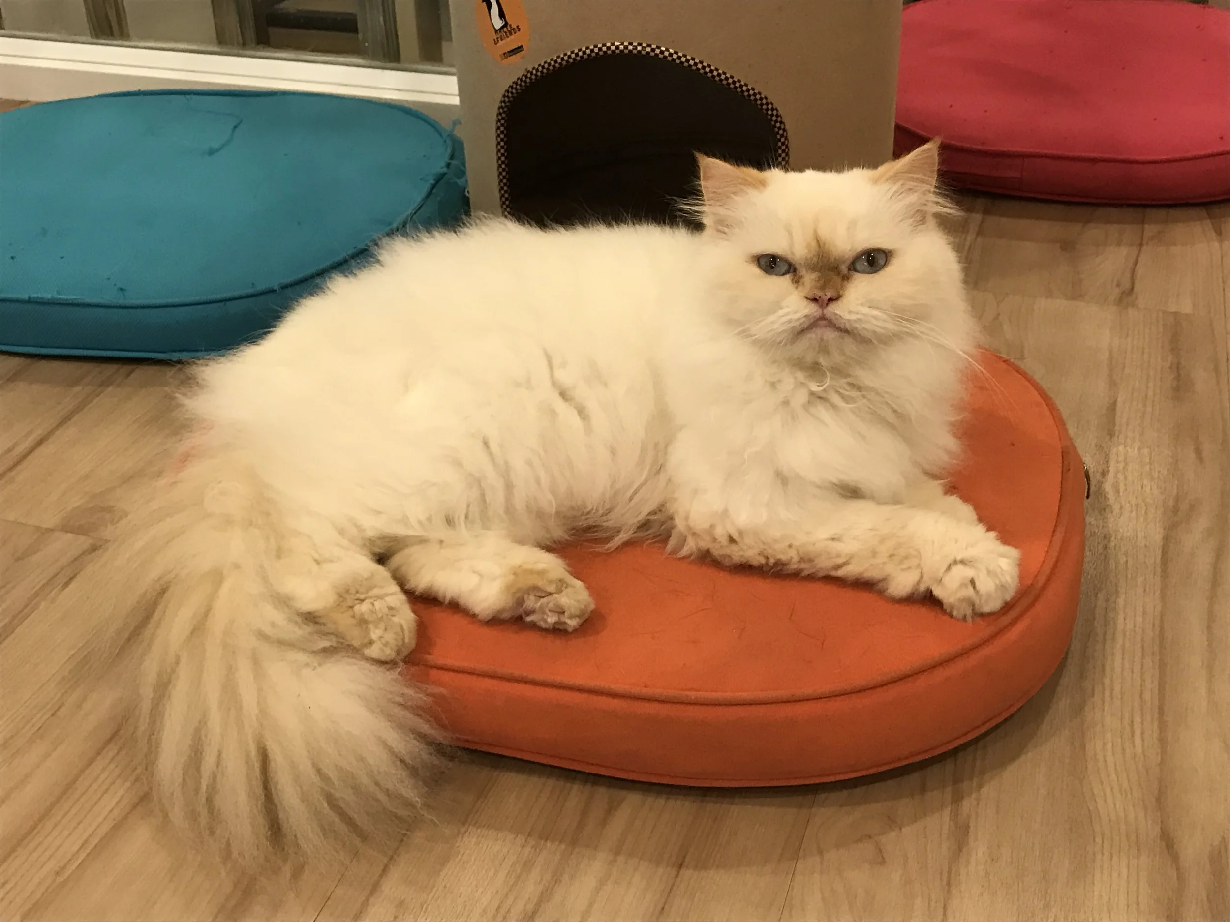 Isn't this the Fancy Feast cat?