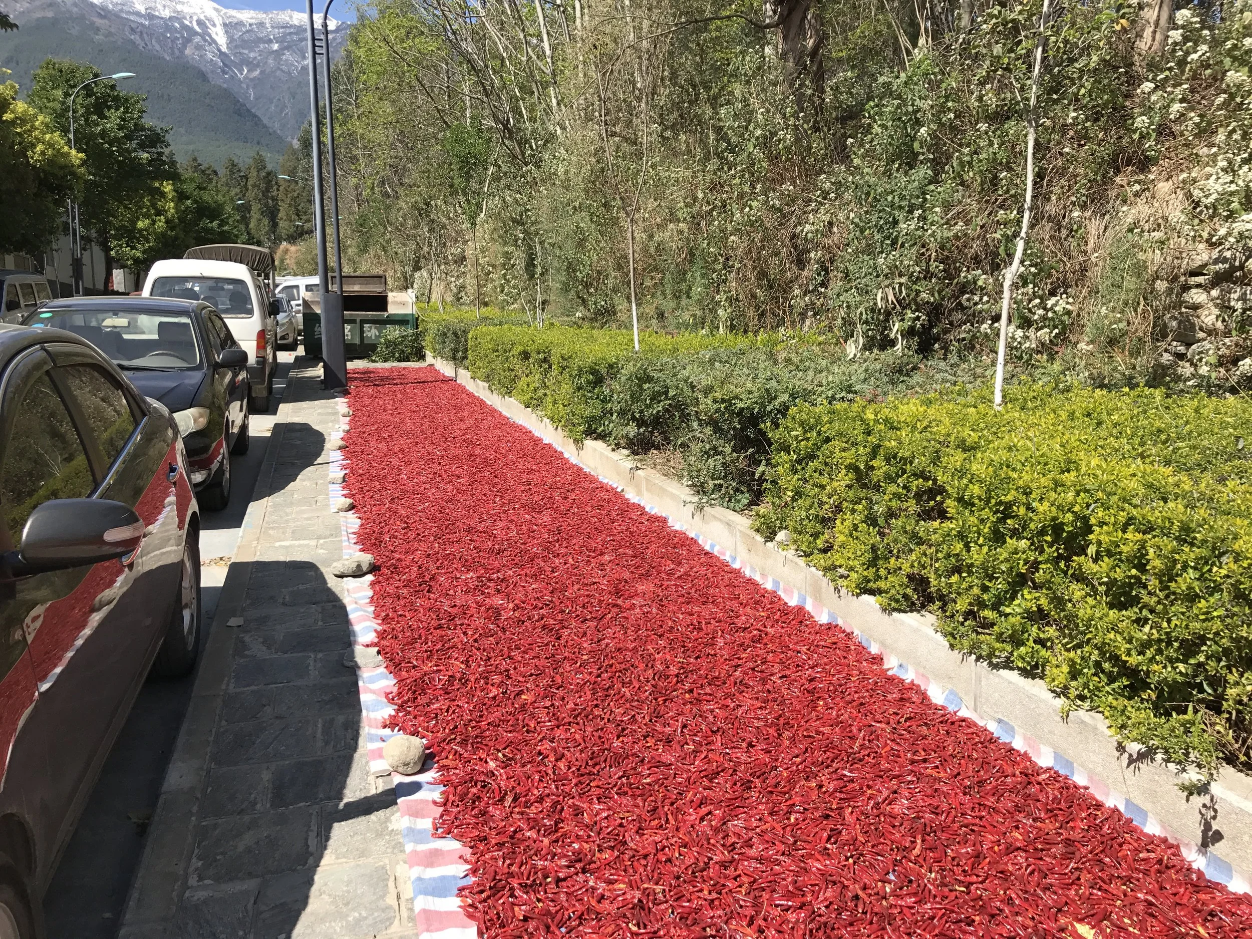 Drying chili peppers on the sidewalk in Dali