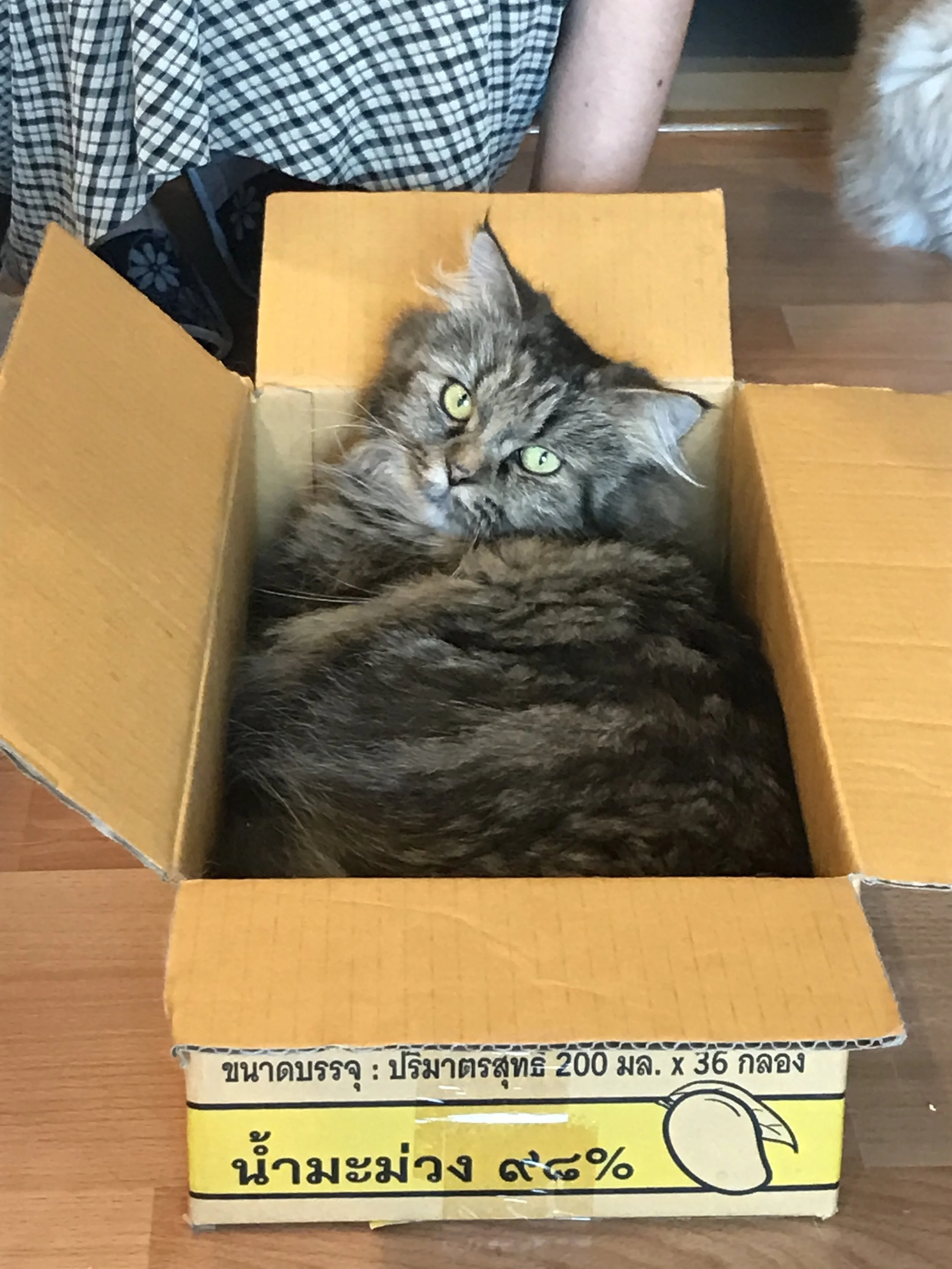 My favorite cat at Catmosphere!