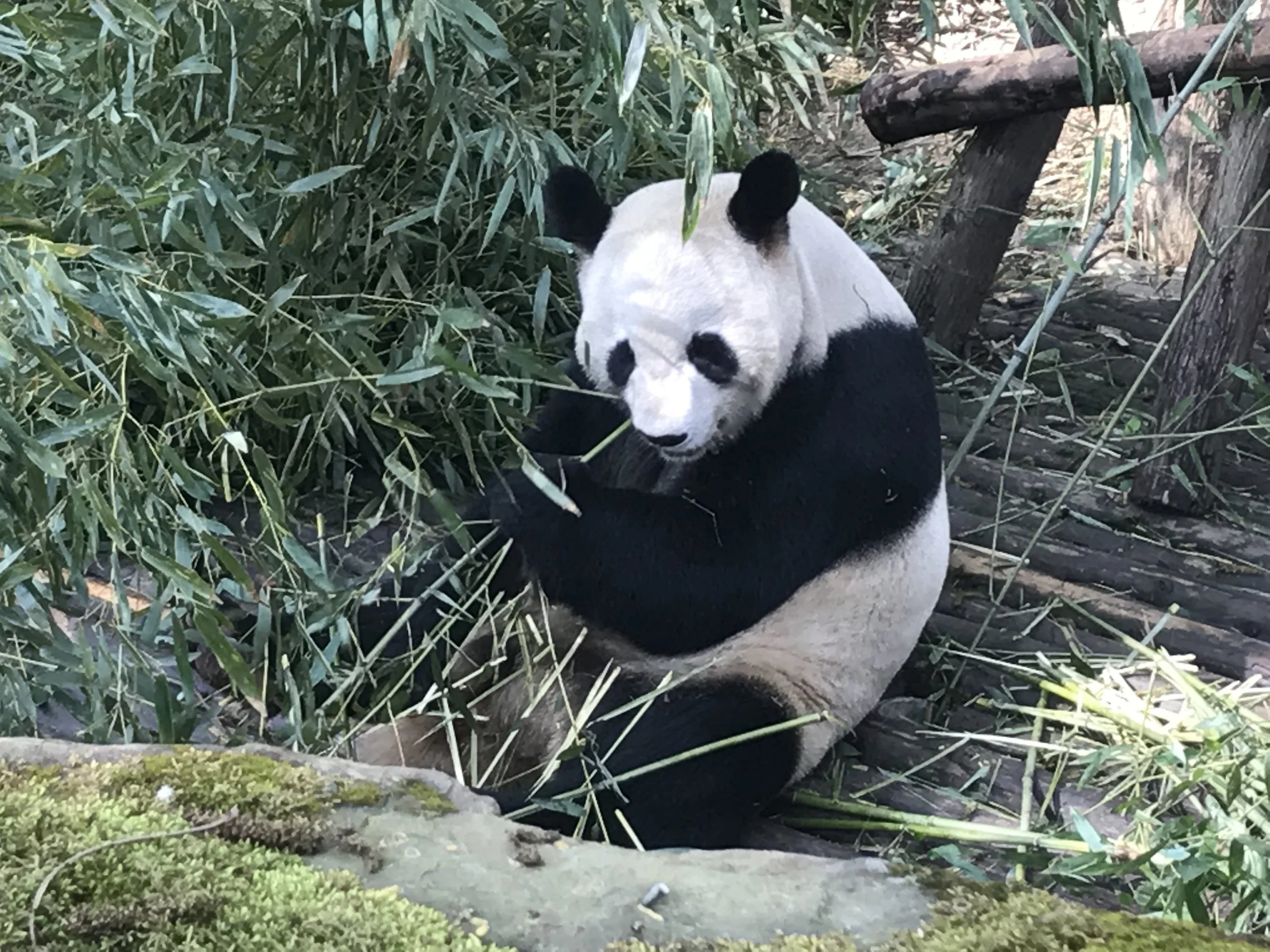 Xiongmao means both panda and 'chest hair' (different tone, but I still find this amusing)