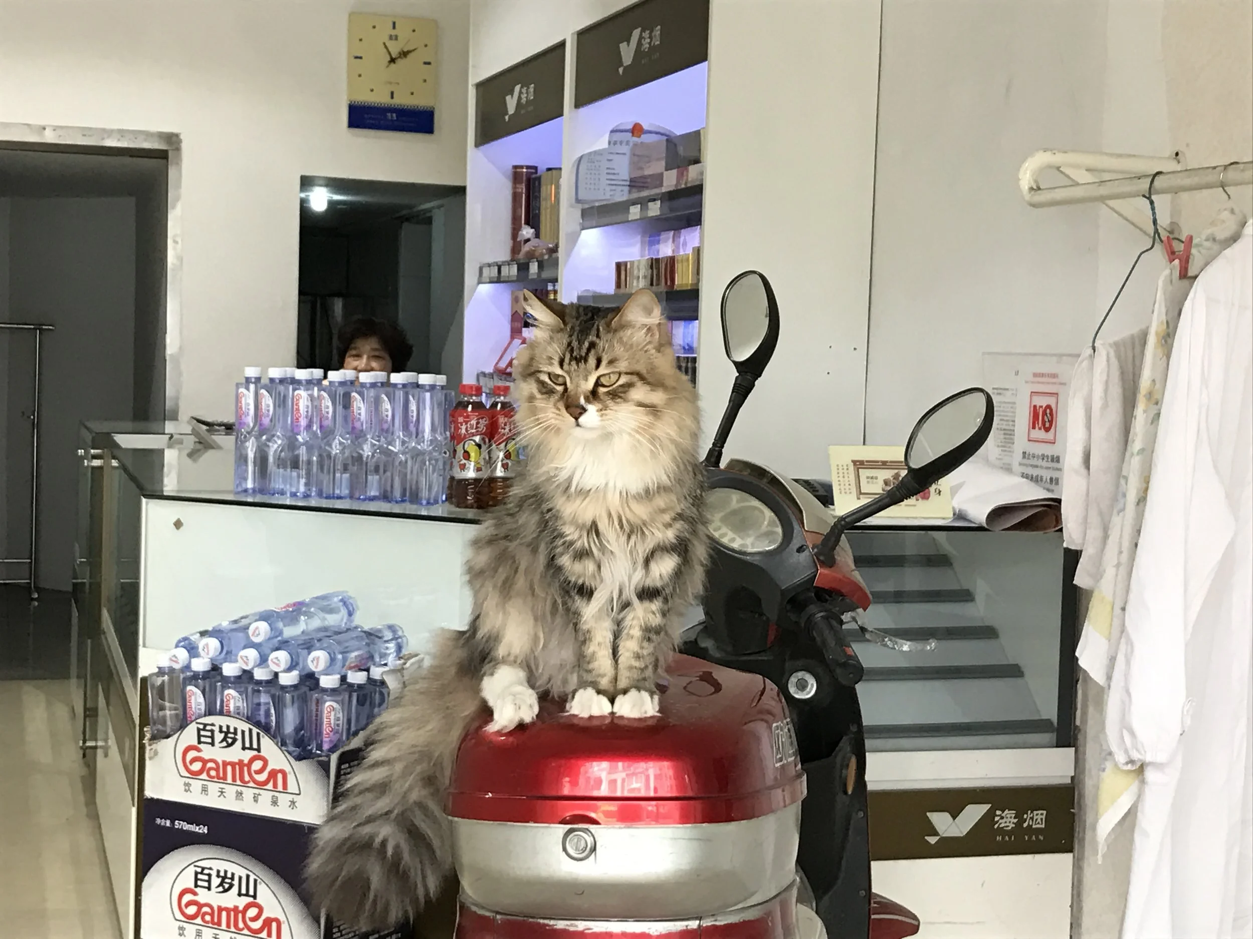We stopped to visit this cat every day in Shanghai (the shop owner thought we were crazy) 
