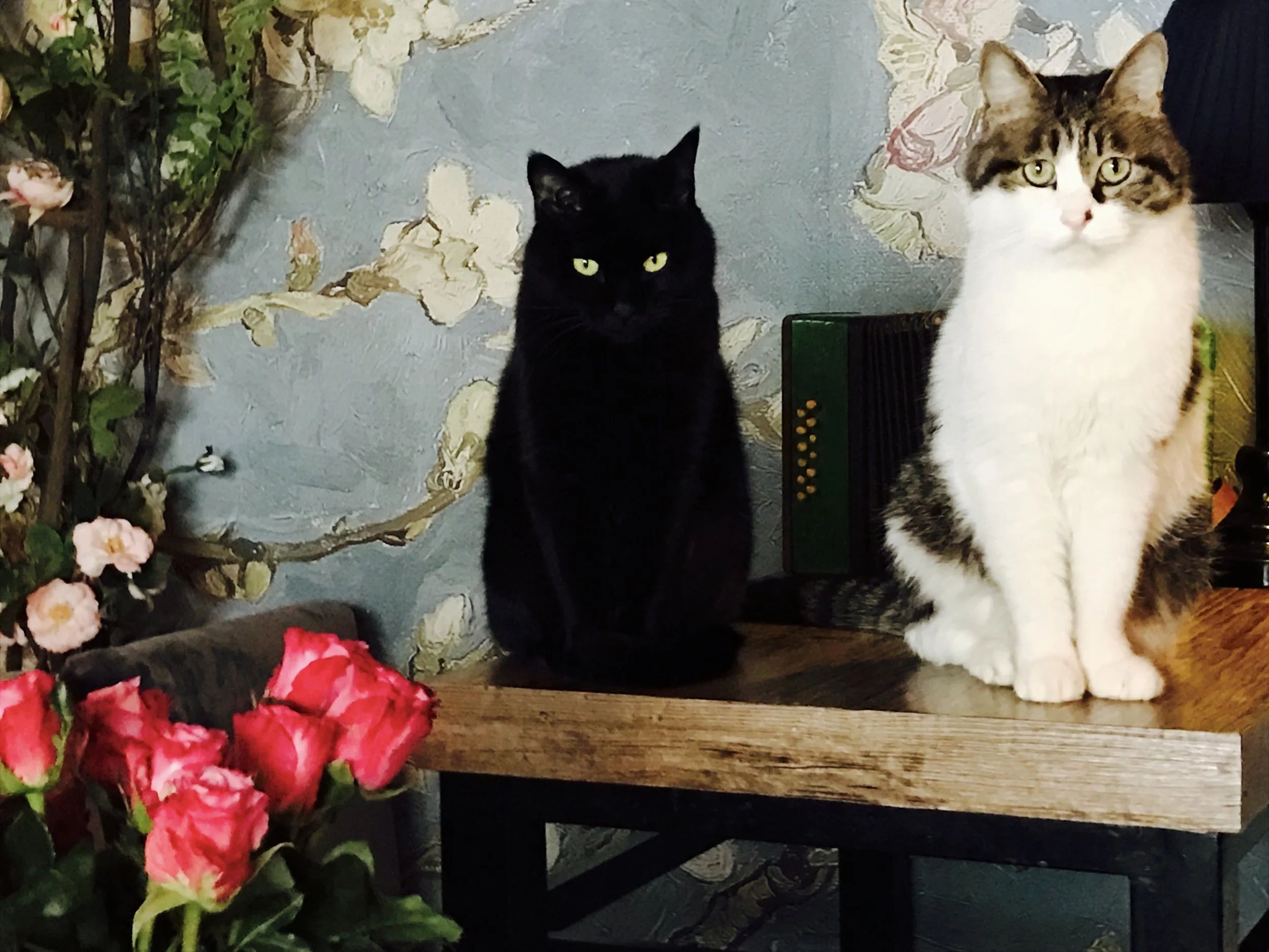 Karrie says 'That black kitty is having THOUGHTS!' I agree.
