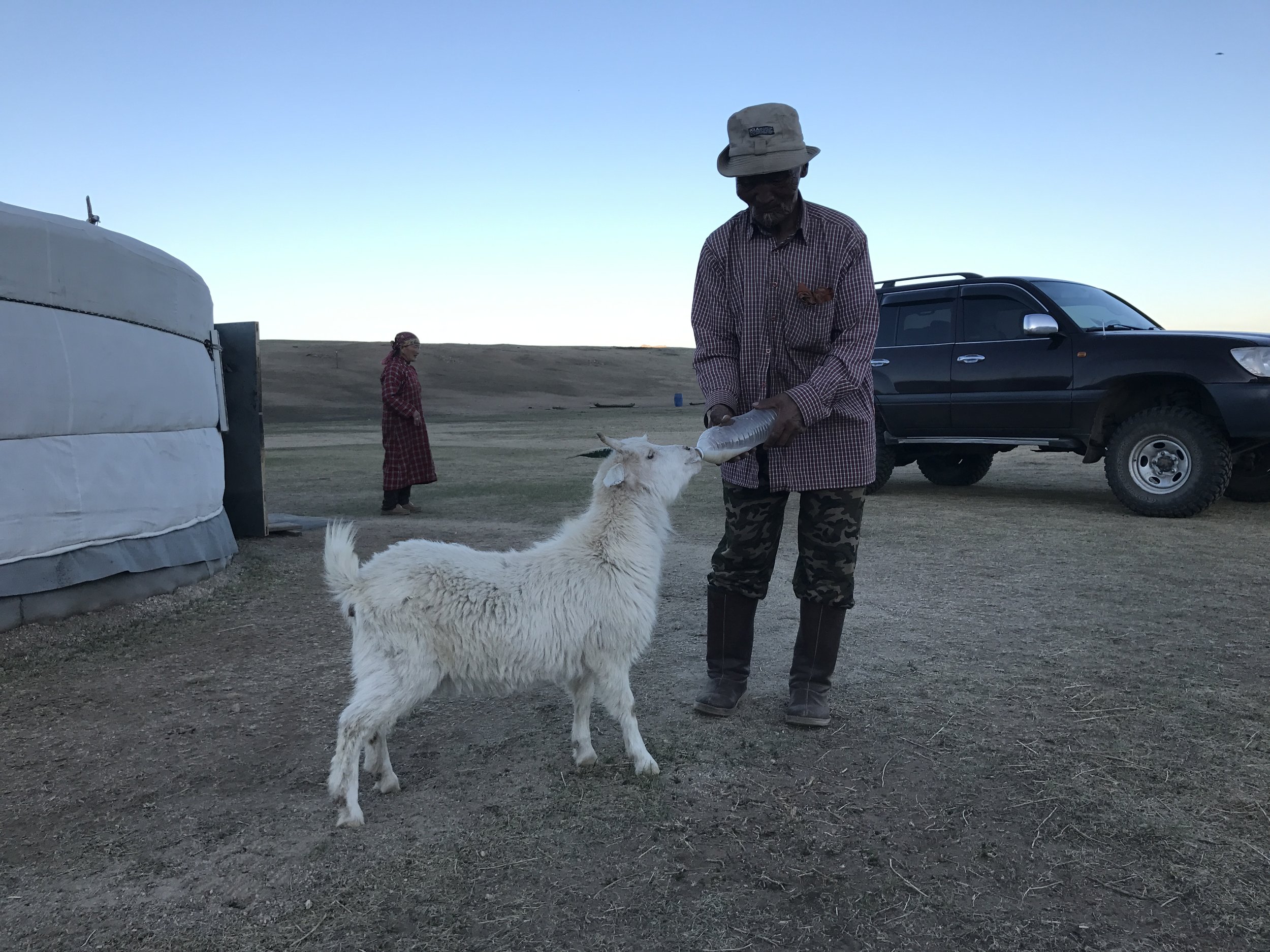 Bor feeding goat.JPG