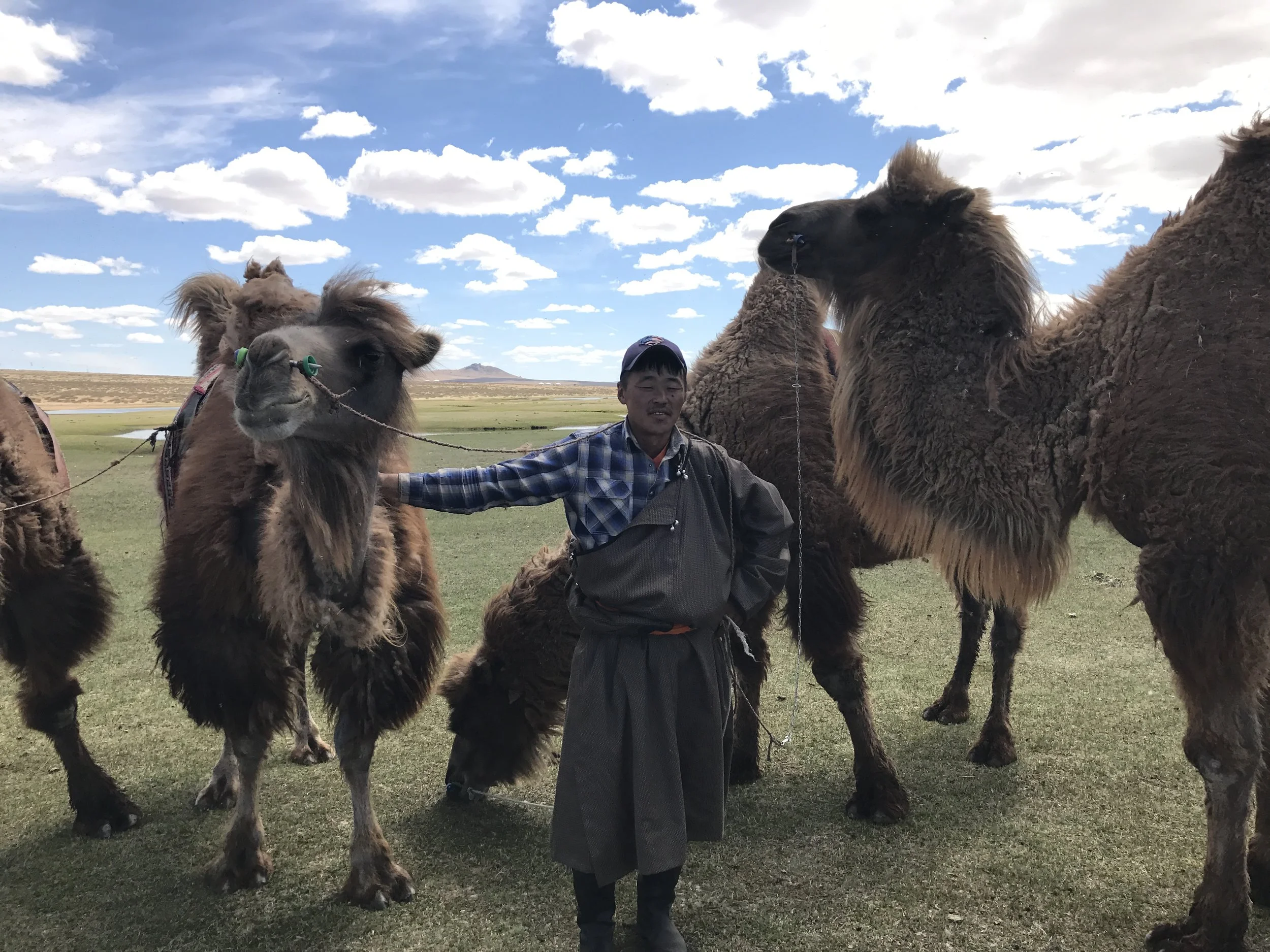 Bor n camels.JPG