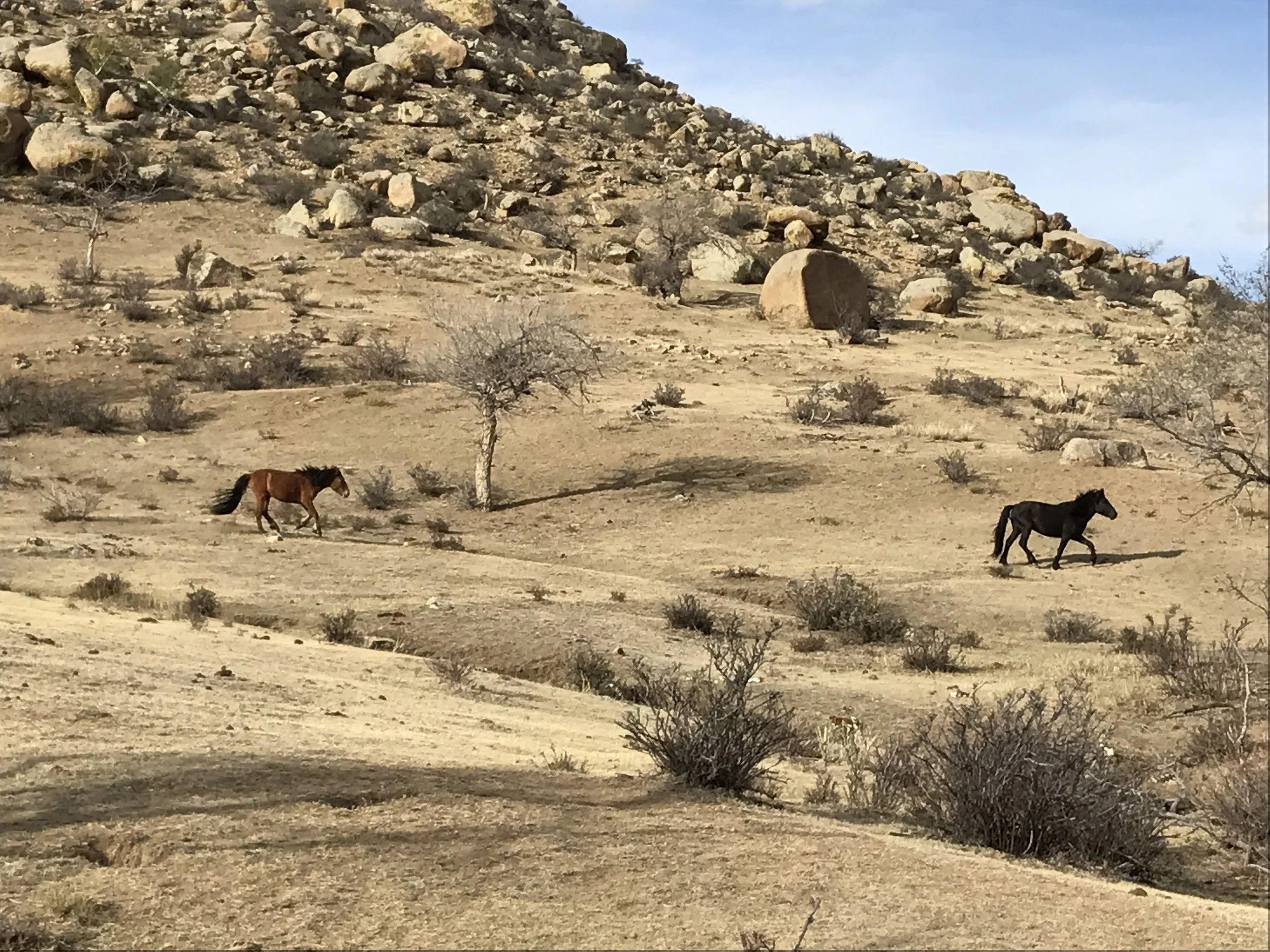 Bor wild horses.JPG