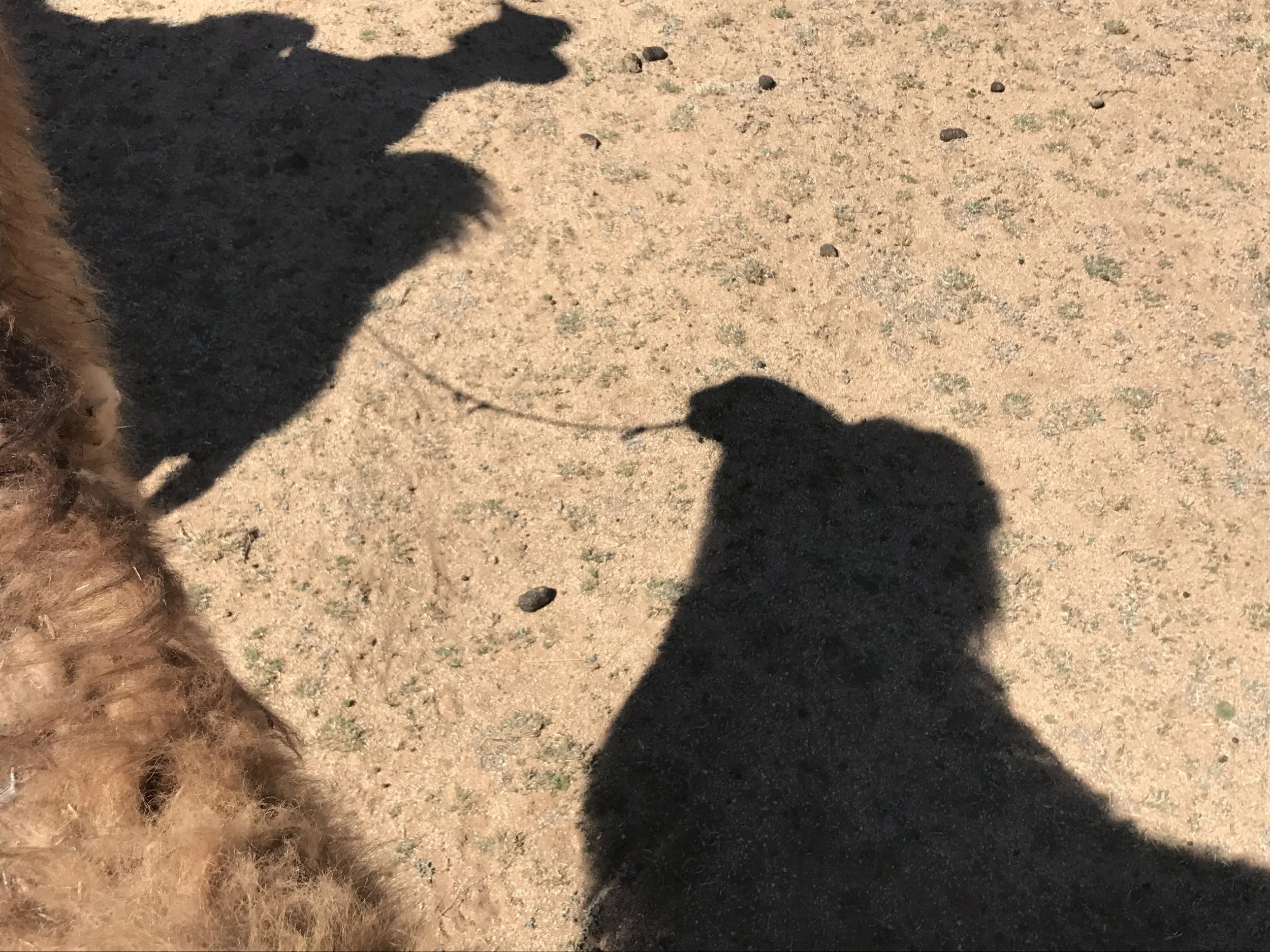 camel shadow.JPG