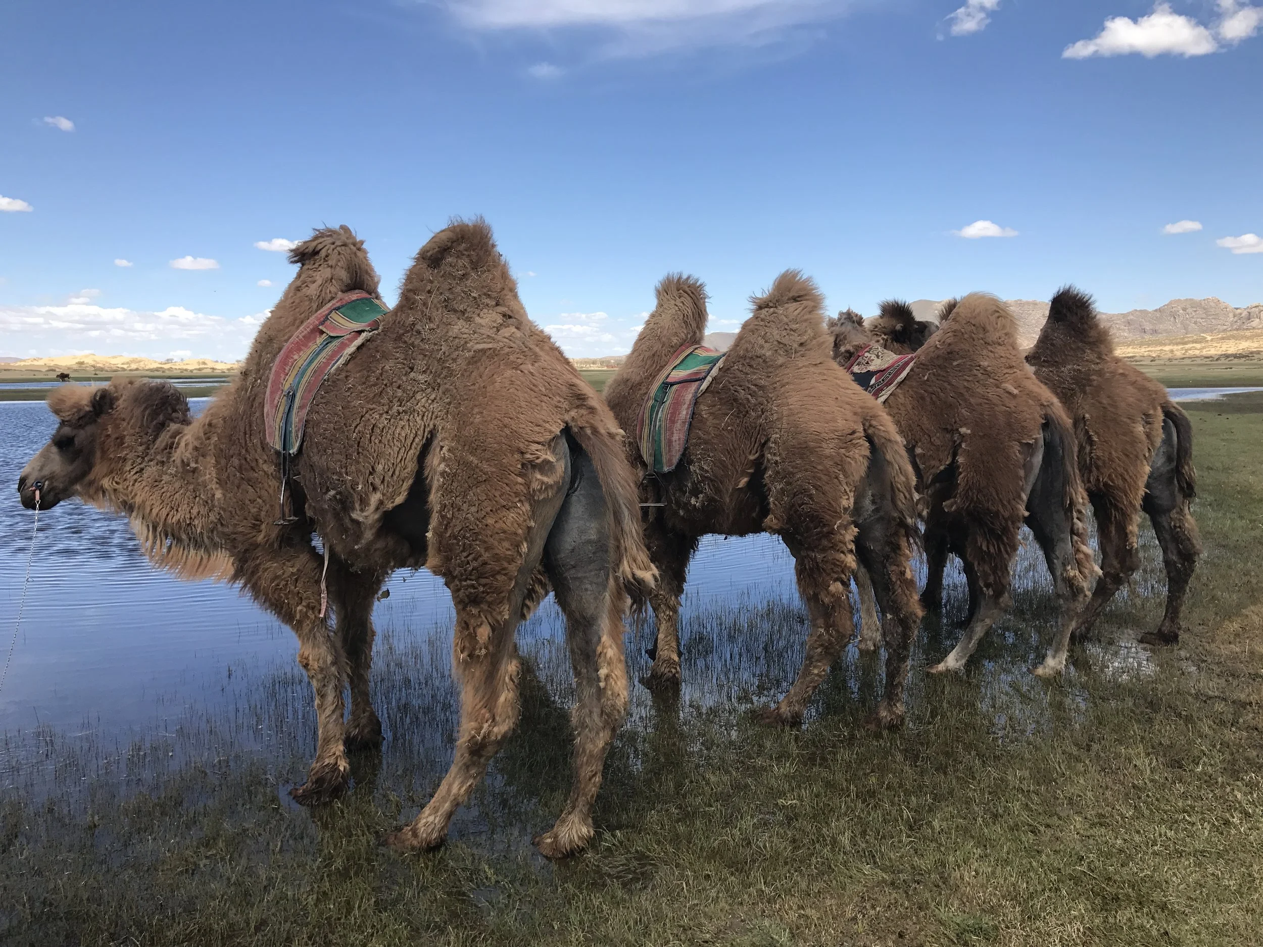 Camels drinking.JPG