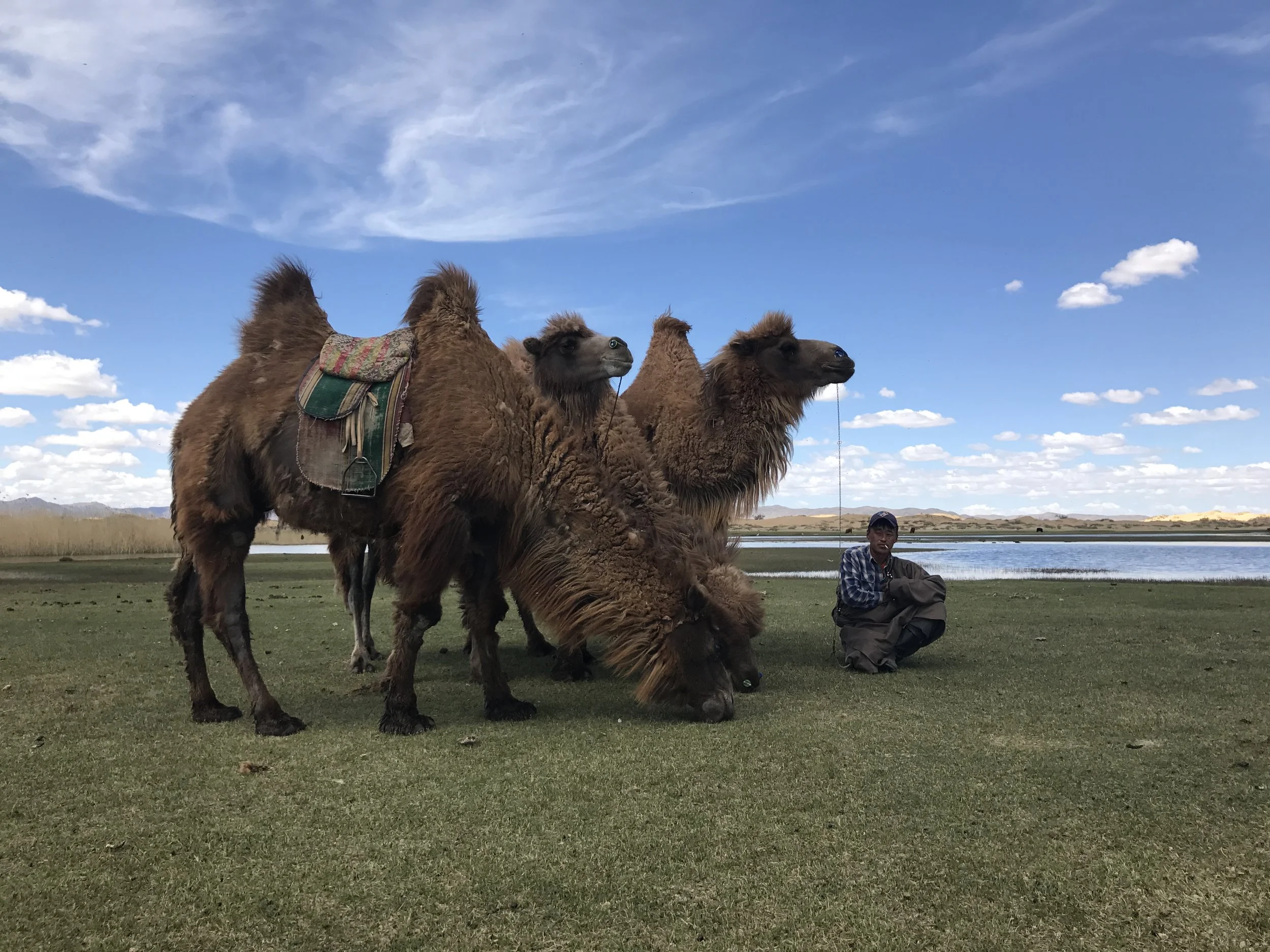 Camels n bor.JPG