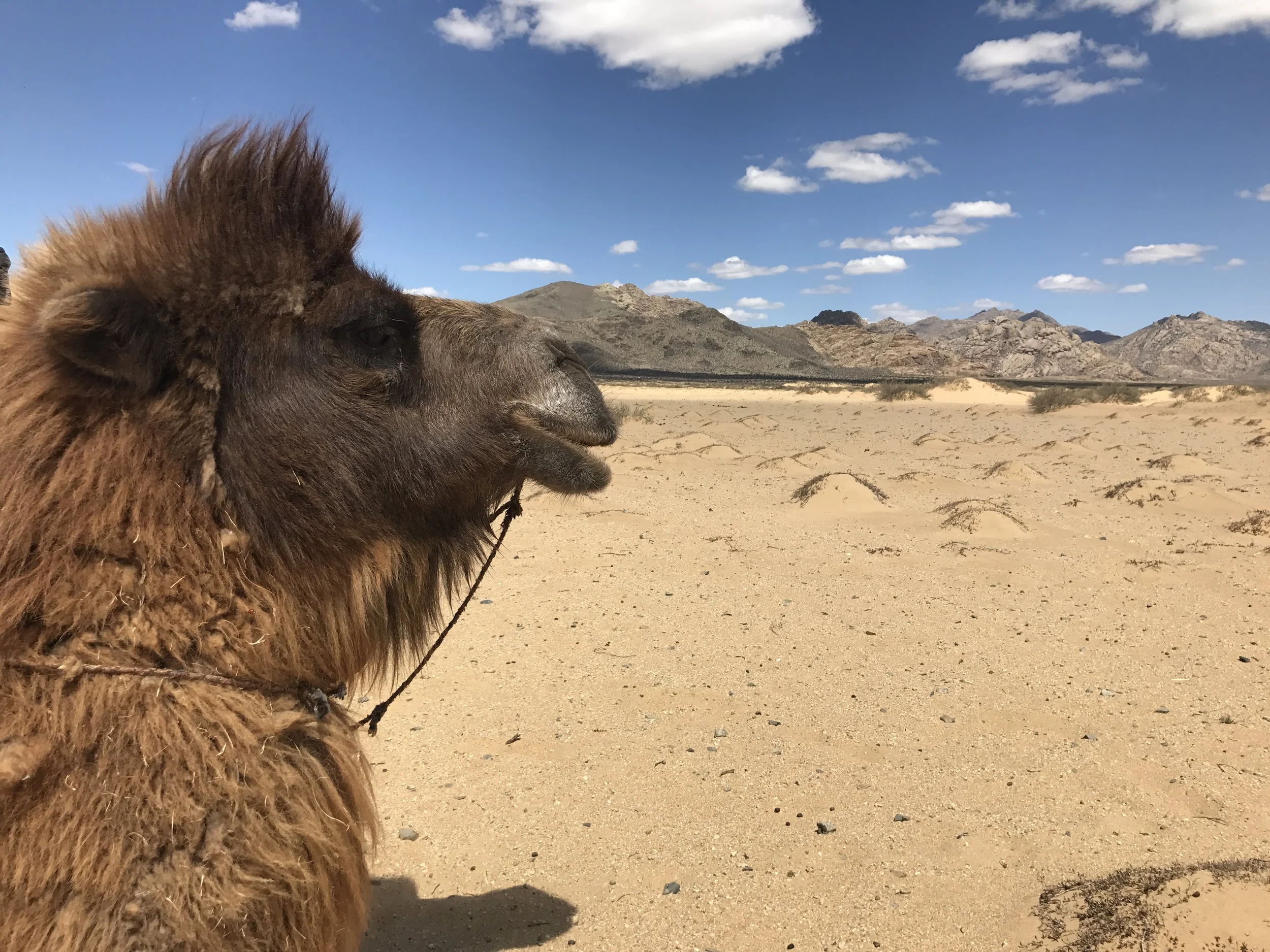 Bactrian camels are strange and wonderful animals!