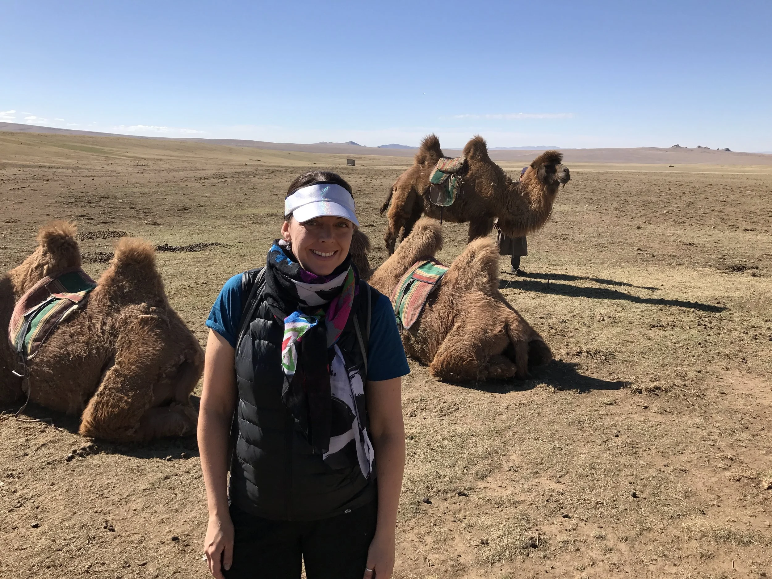 Camels in Mongolia
