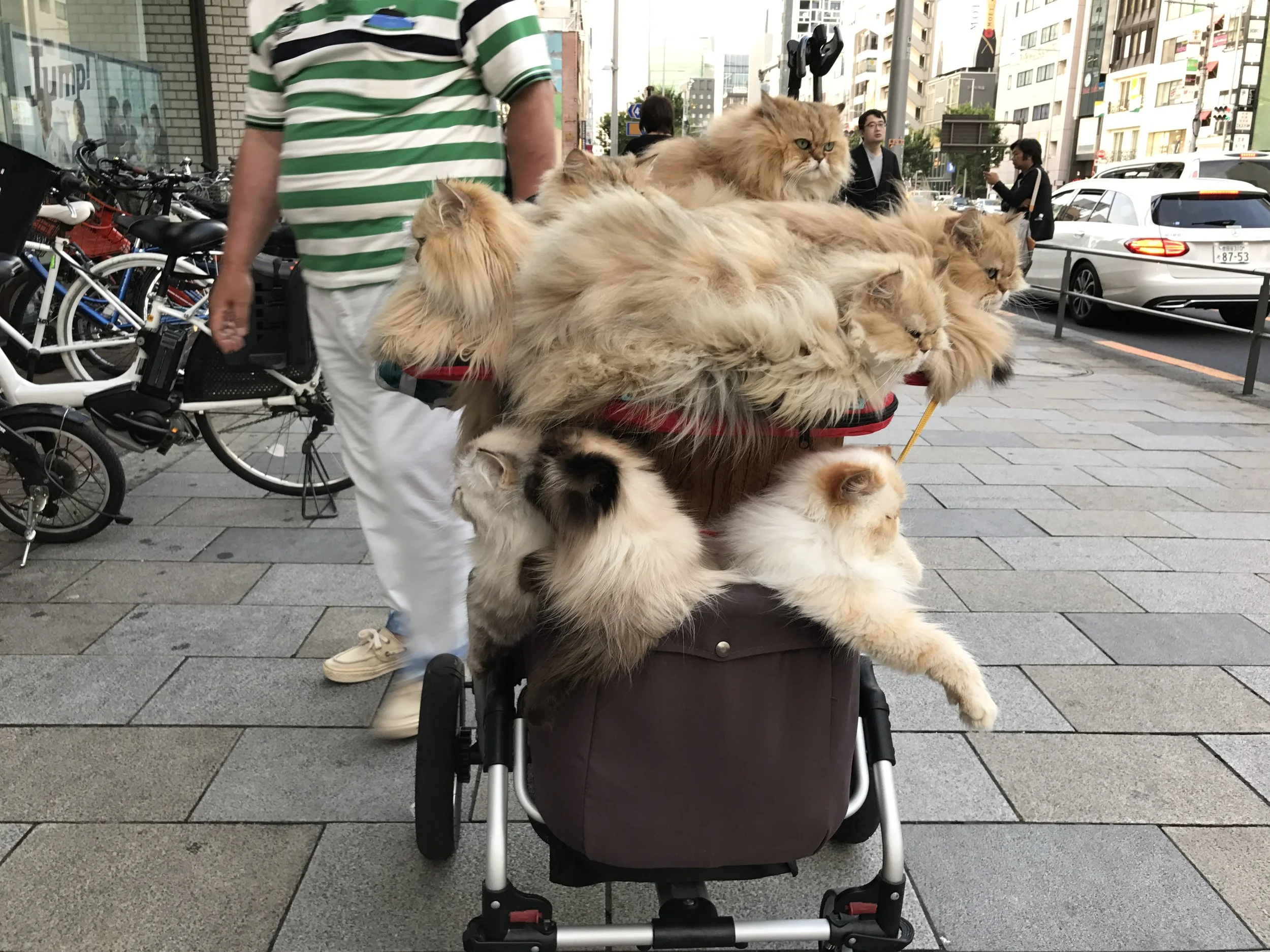 Baby stroller full of cats? In Tokyo, it's just an average day on the sidewalk.
