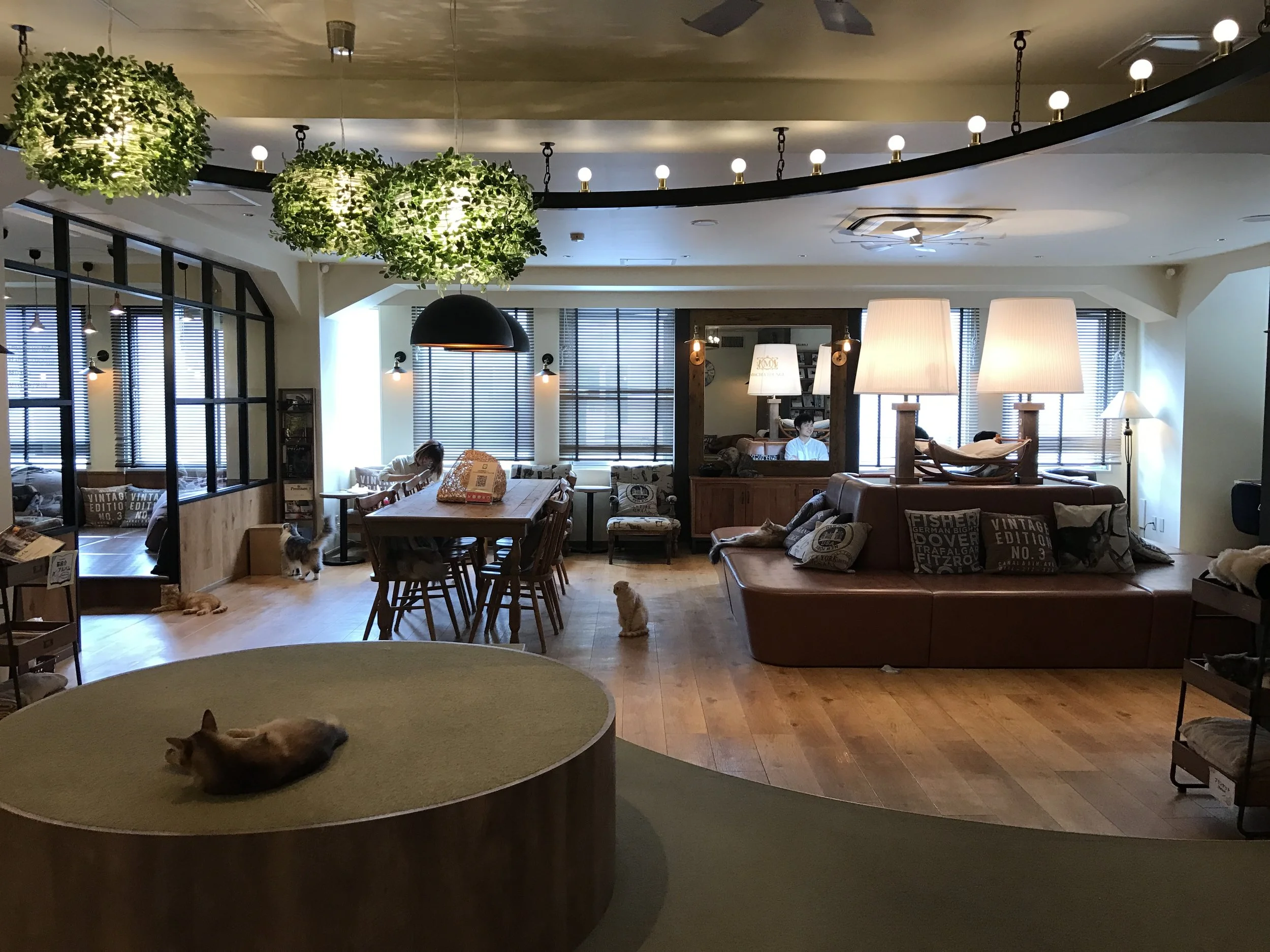 Mocha Cat Cafe, Ikebukuro