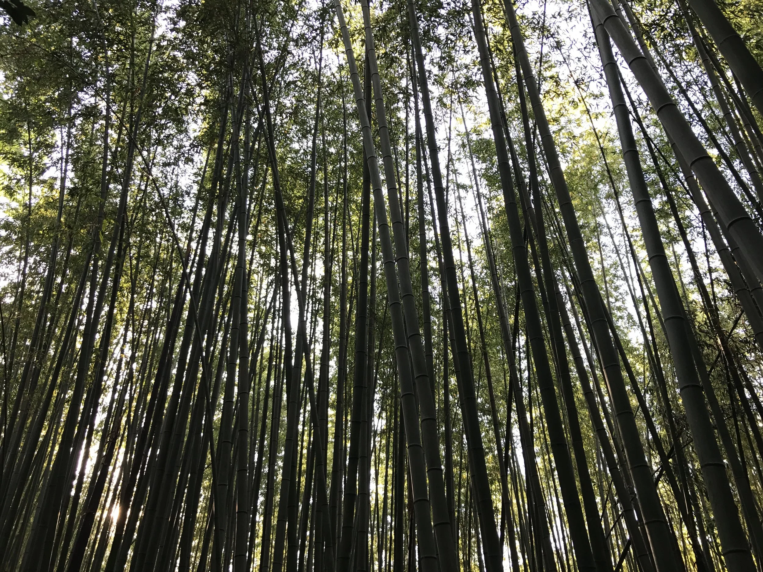 Bamboo Forest