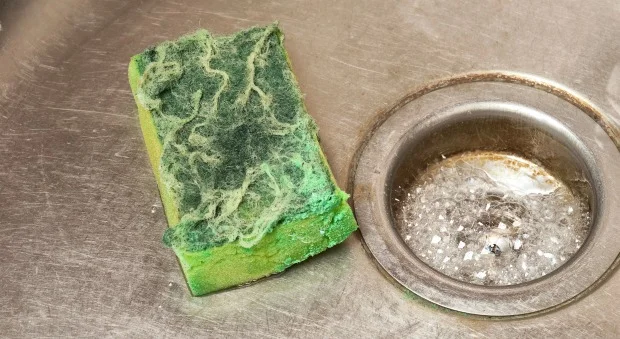 Dirty sponge.jpg