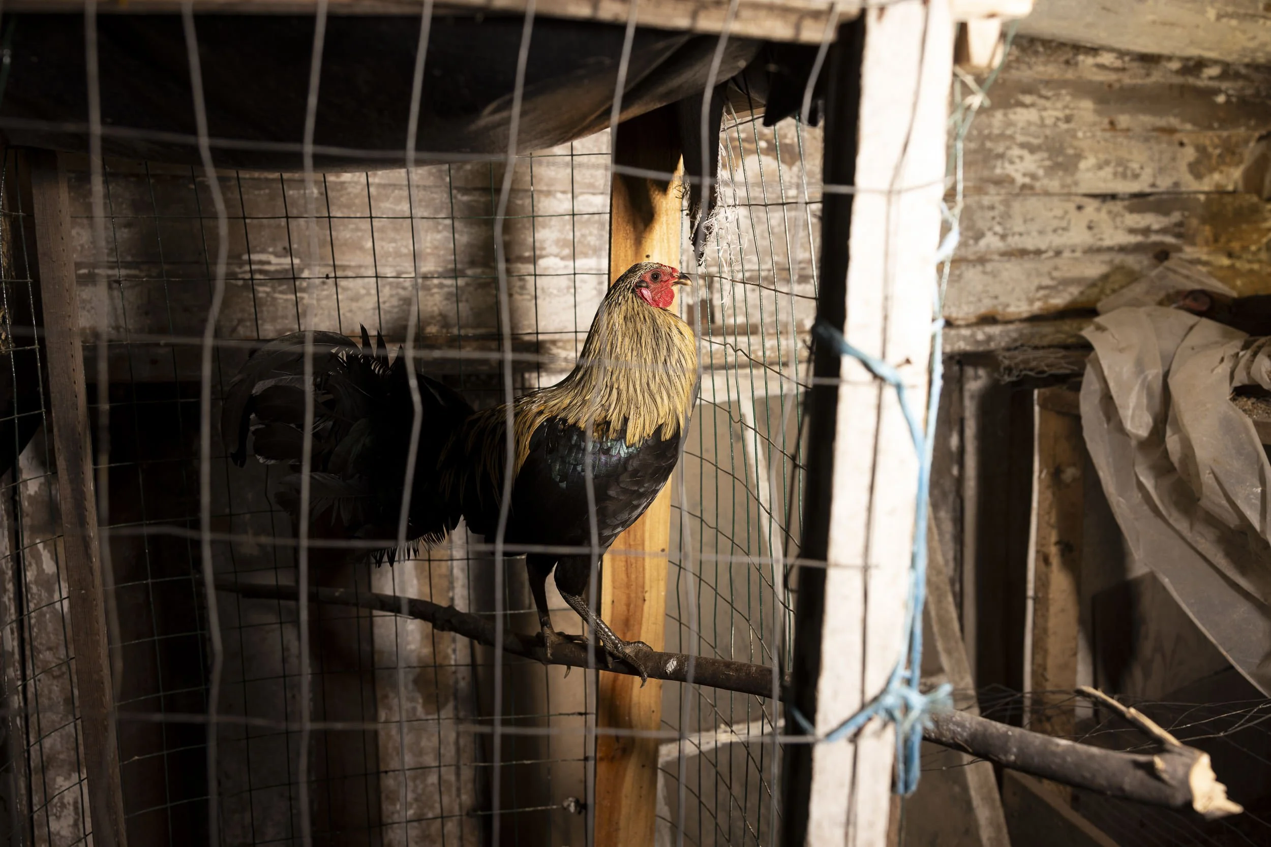 Documenting the Bust of a Hidden Cockfighting Ring