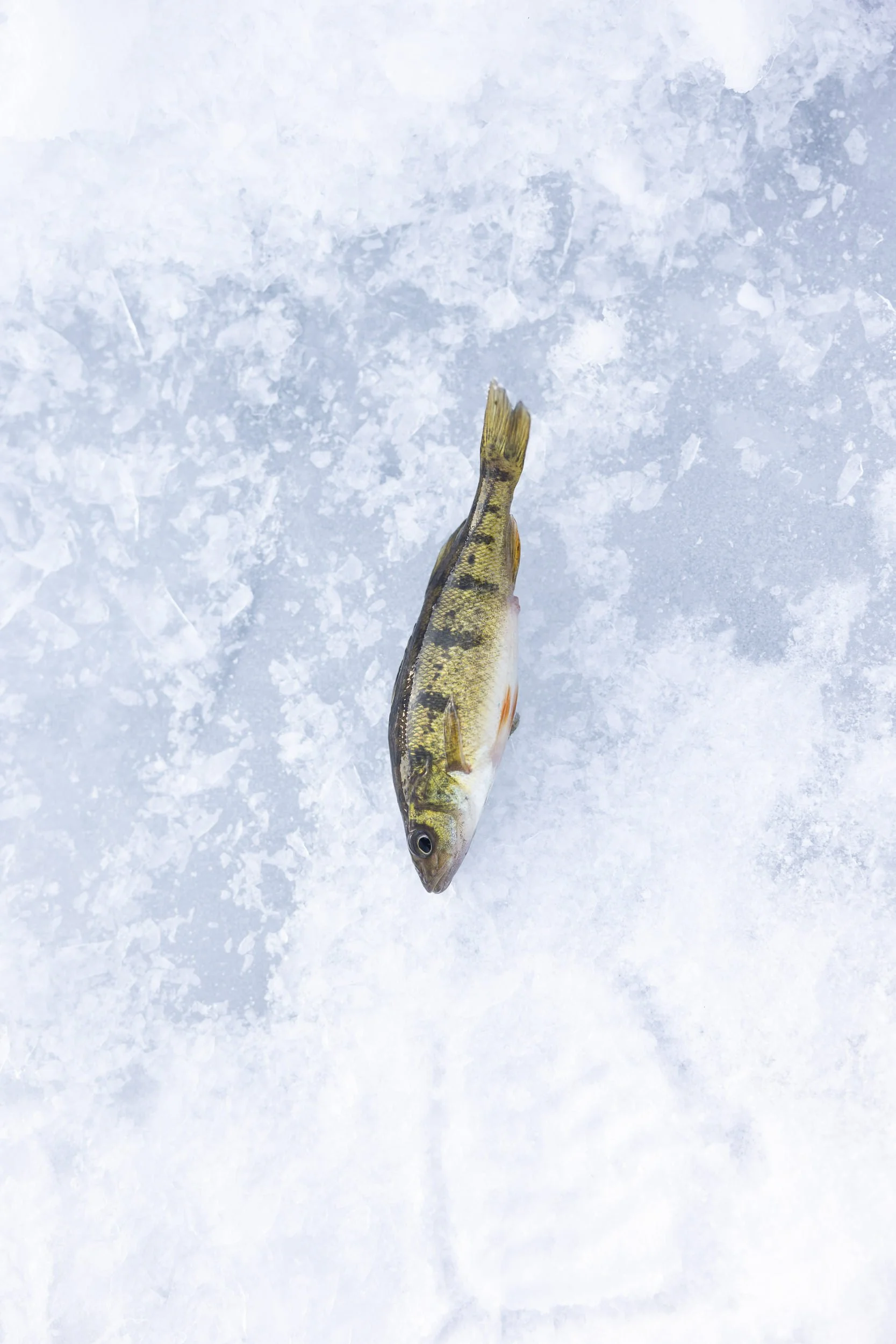 MinnesotaIceFishing_37.jpg