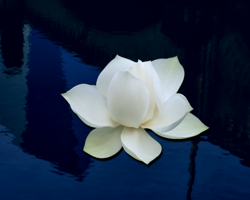 flower-pretty-nature-peaceful-beautiful-Favim.com-471216.png