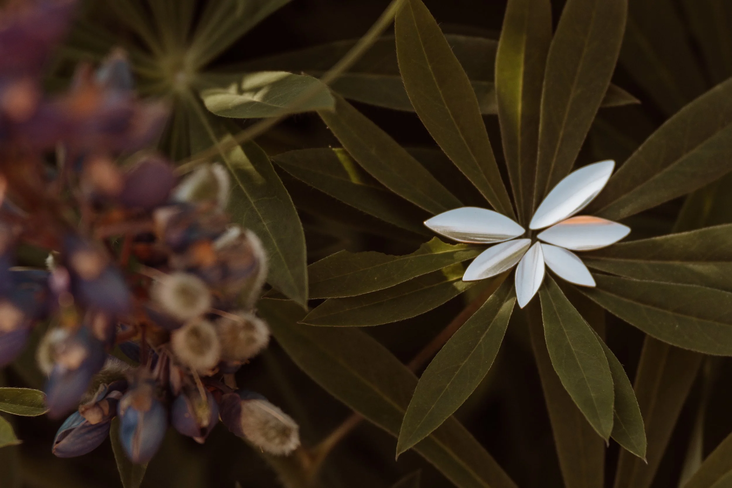 lupine-23.jpg