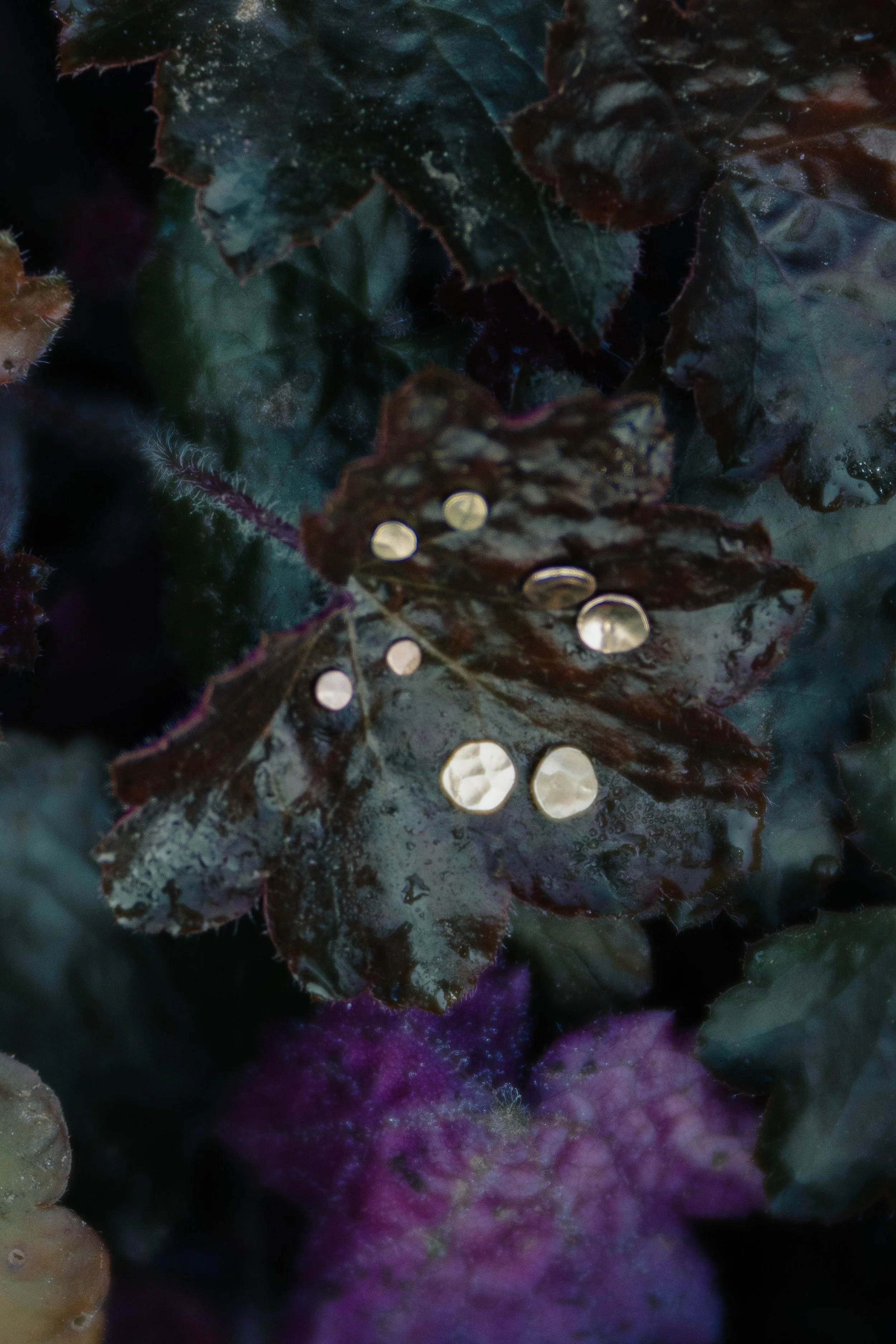 abundance-6.jpg