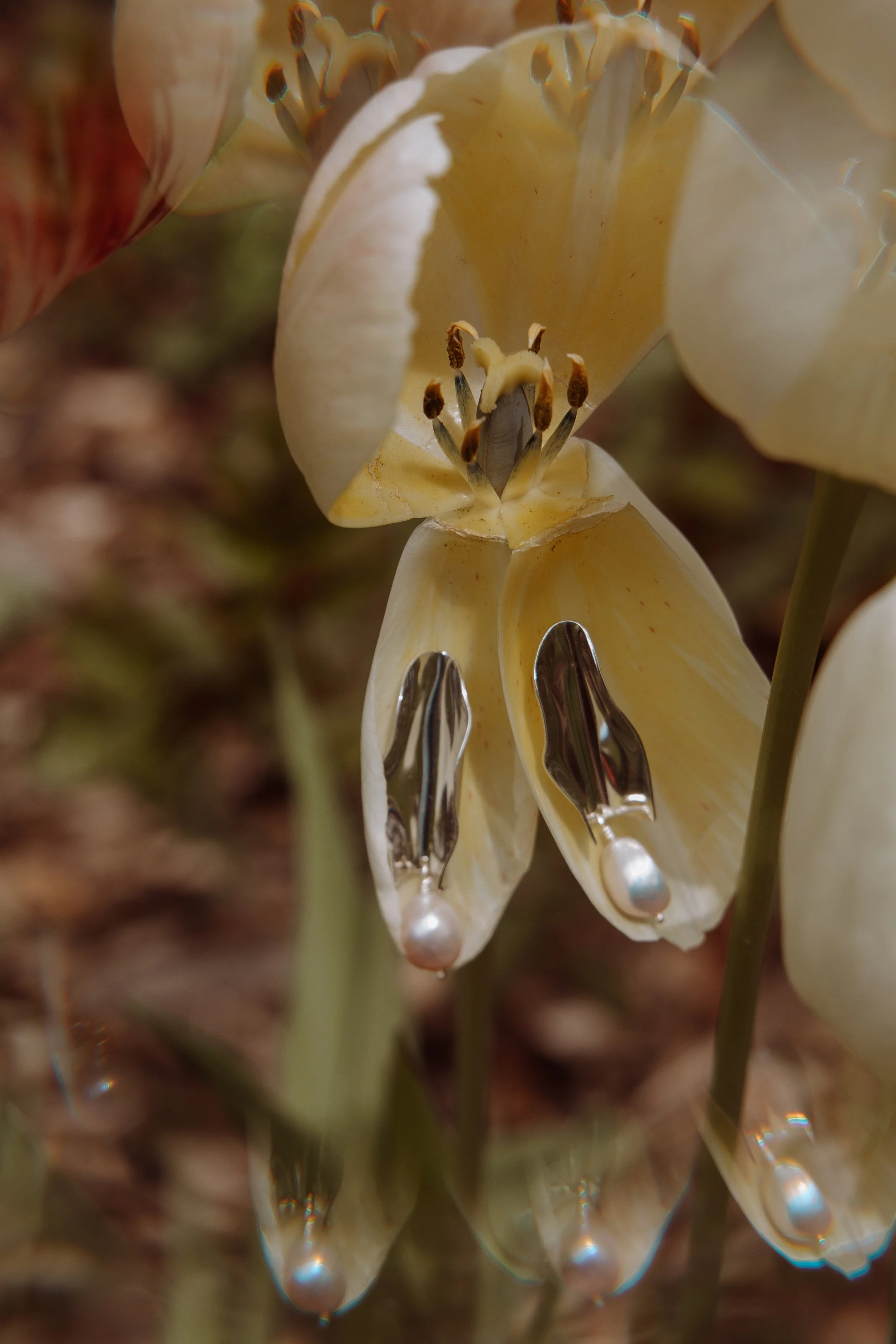 springtulip-10.jpg