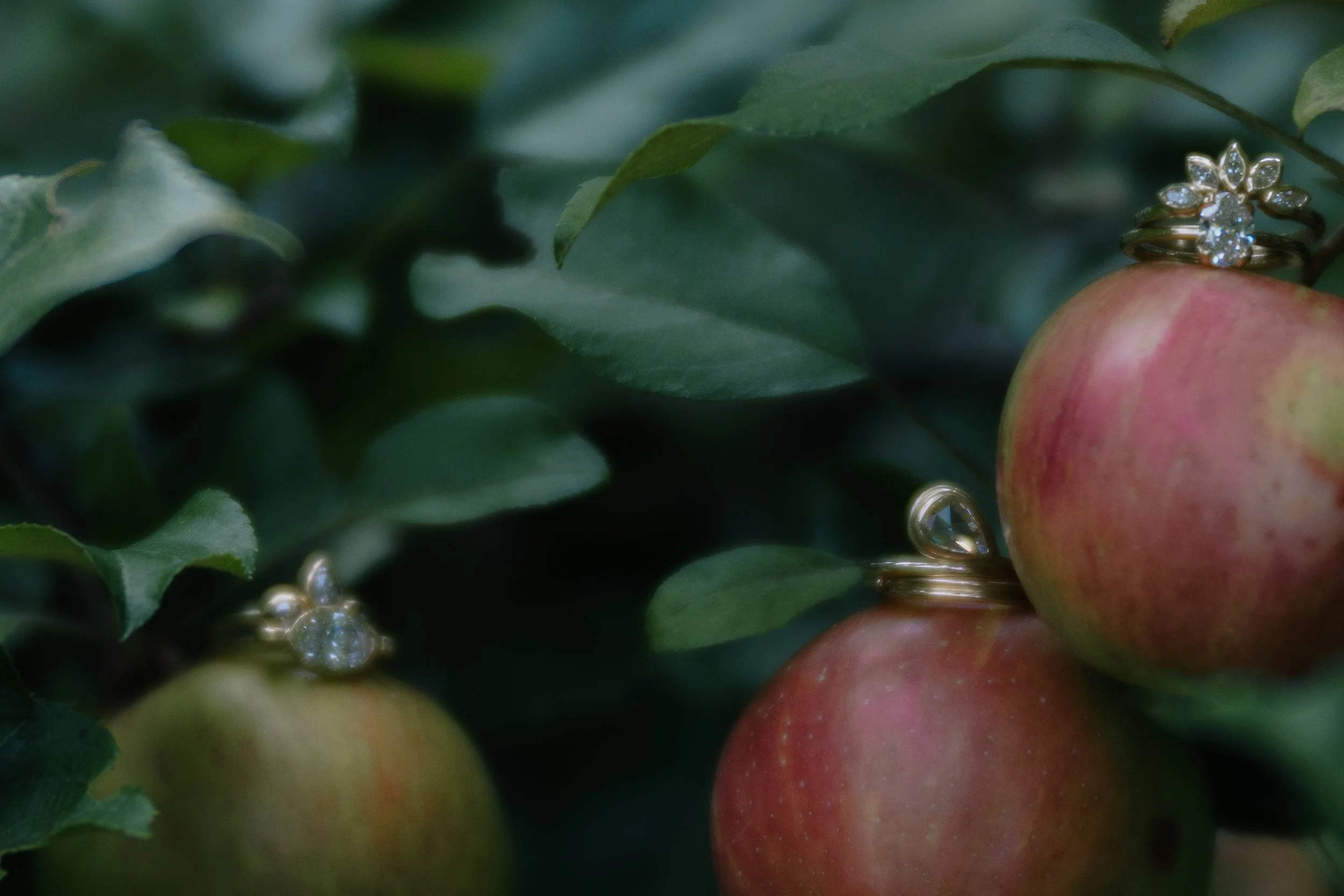 abundance1-7.jpg