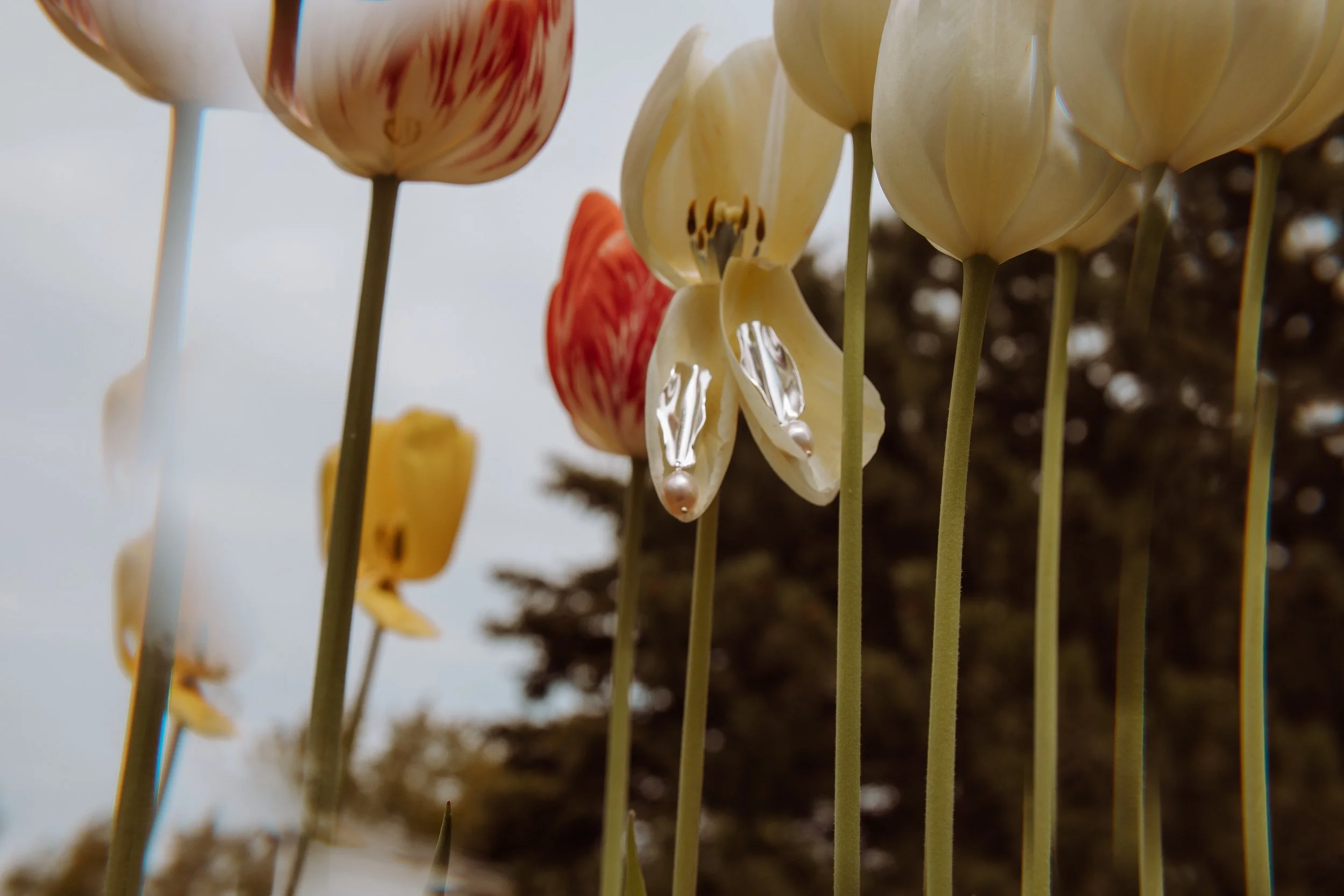 springtulip-13.jpg