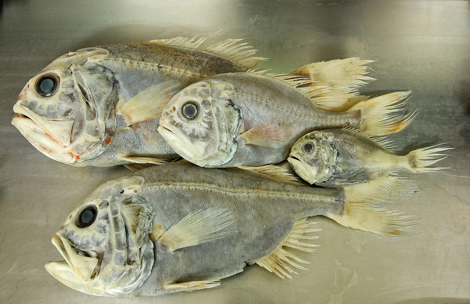 13_Orange Roughy_18652.jpg