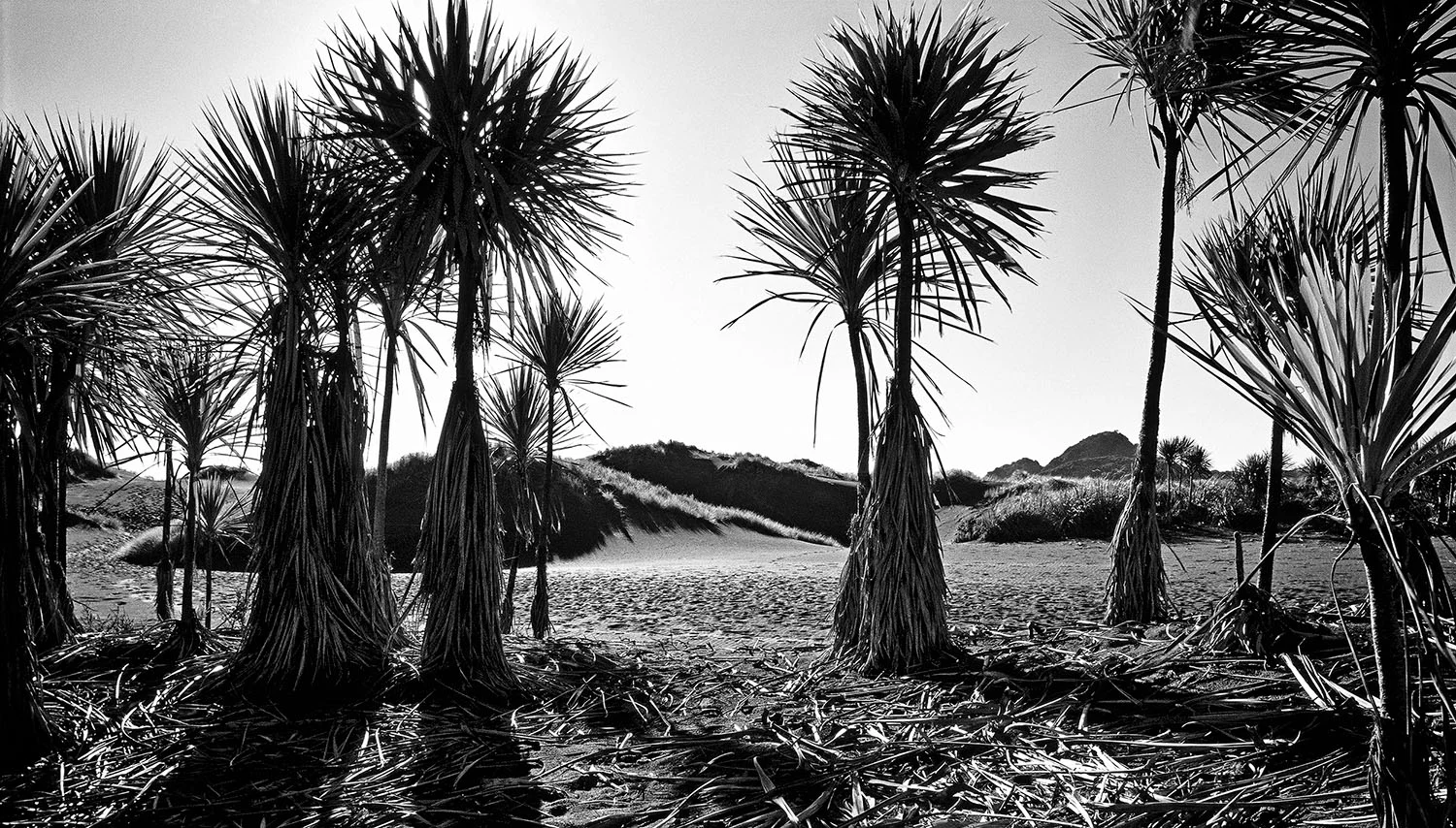 03_West Coast Auckland.jpg