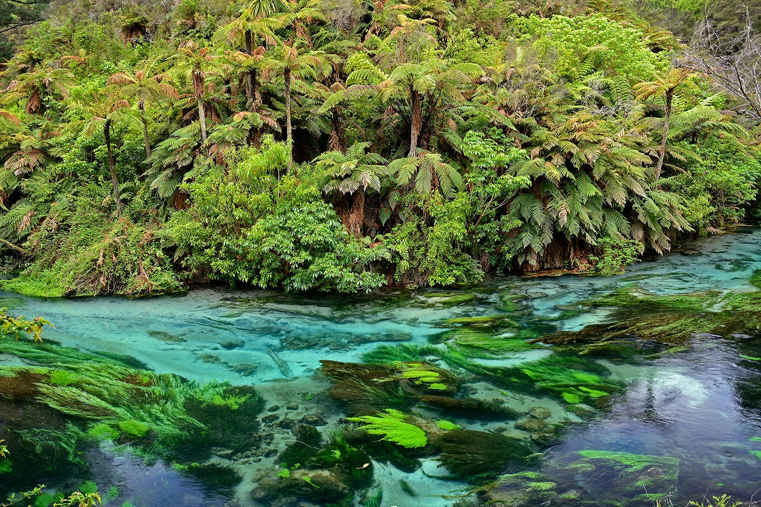 07_Waihou River_E25055.jpg