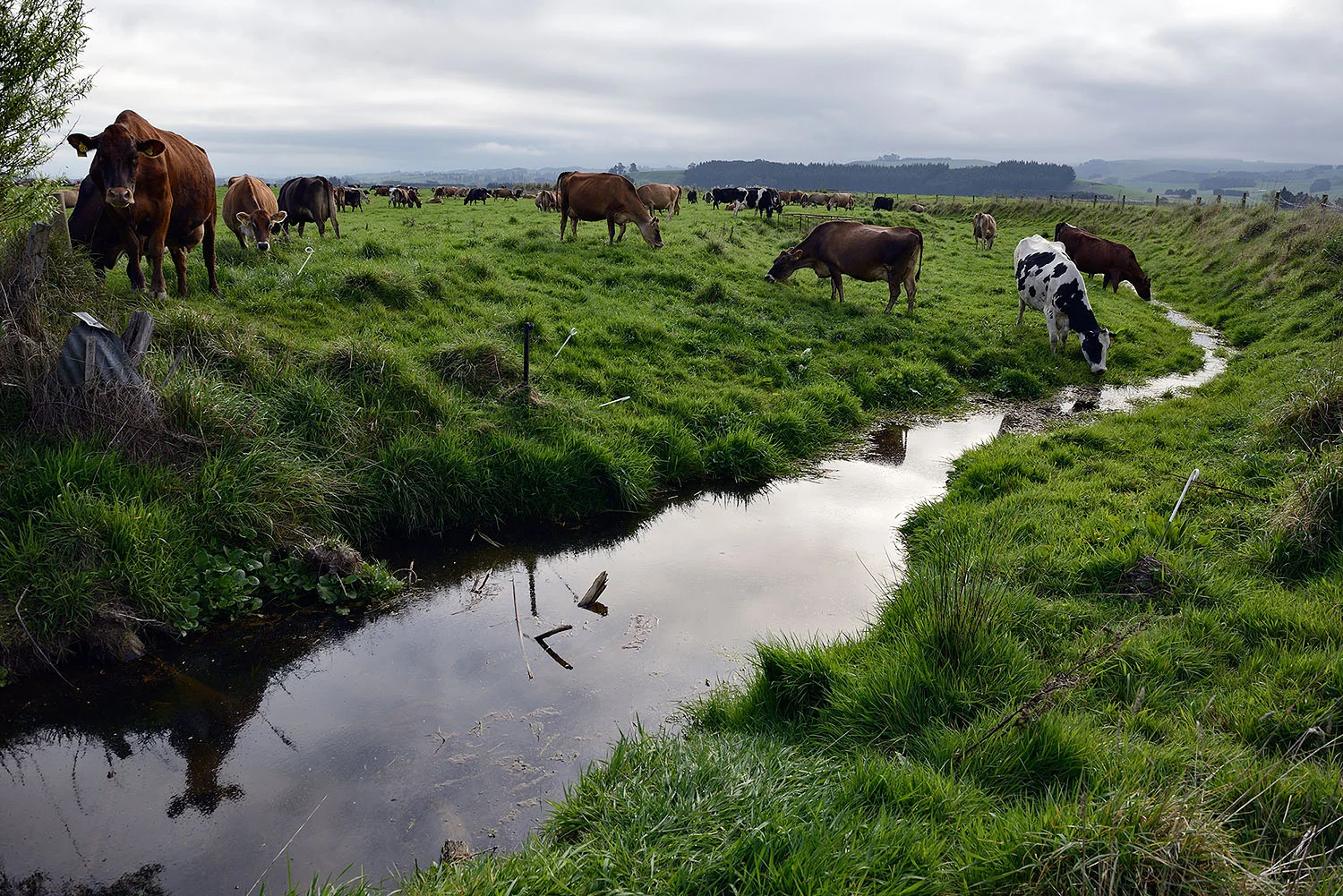 17_Dairy cows_E21256.jpg