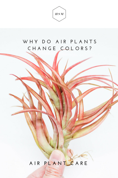 Why Do Air Plants Change Colors Hemleva Why Do Air Plants Change Colors Hemleva