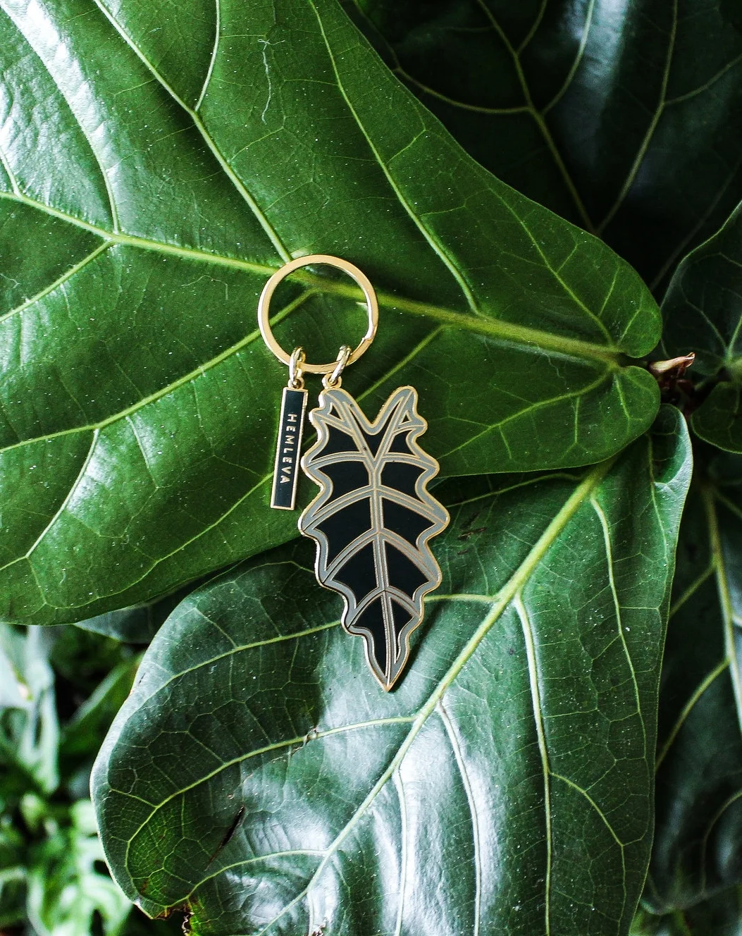 Alocasia on FLF.jpg
