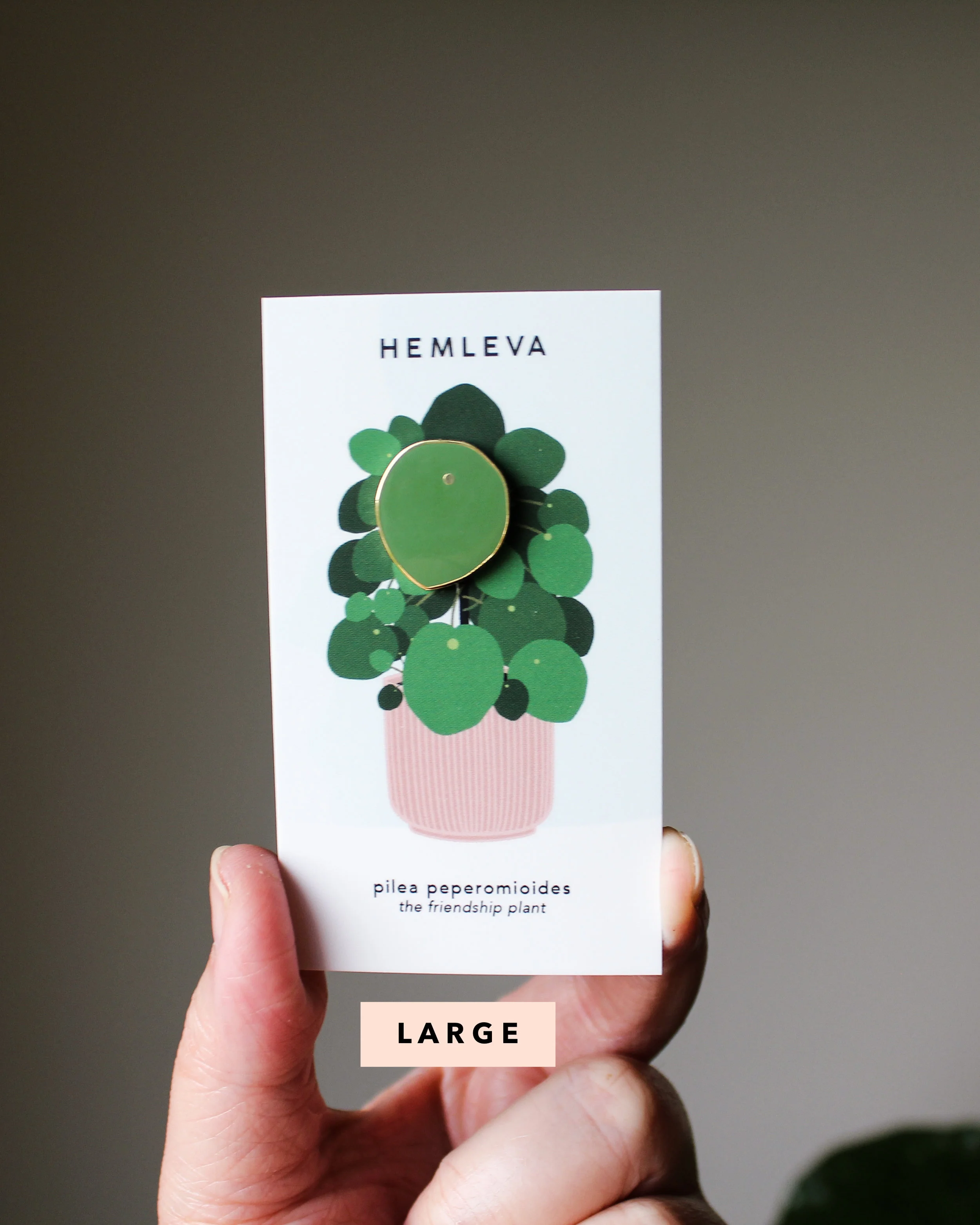 HEMLEVA Pilea L 4.jpg