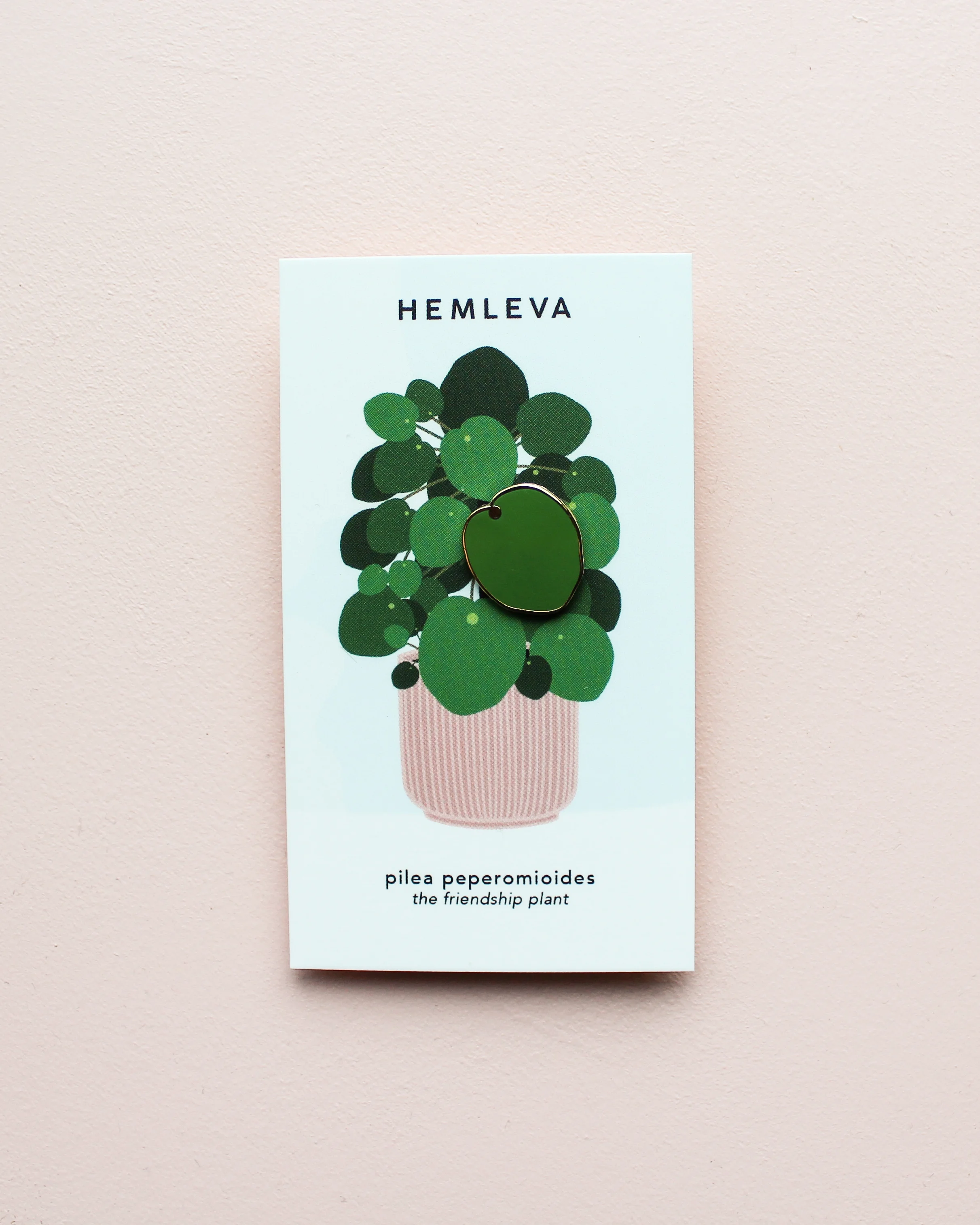 HEMLEVA Pilea S 1.jpg
