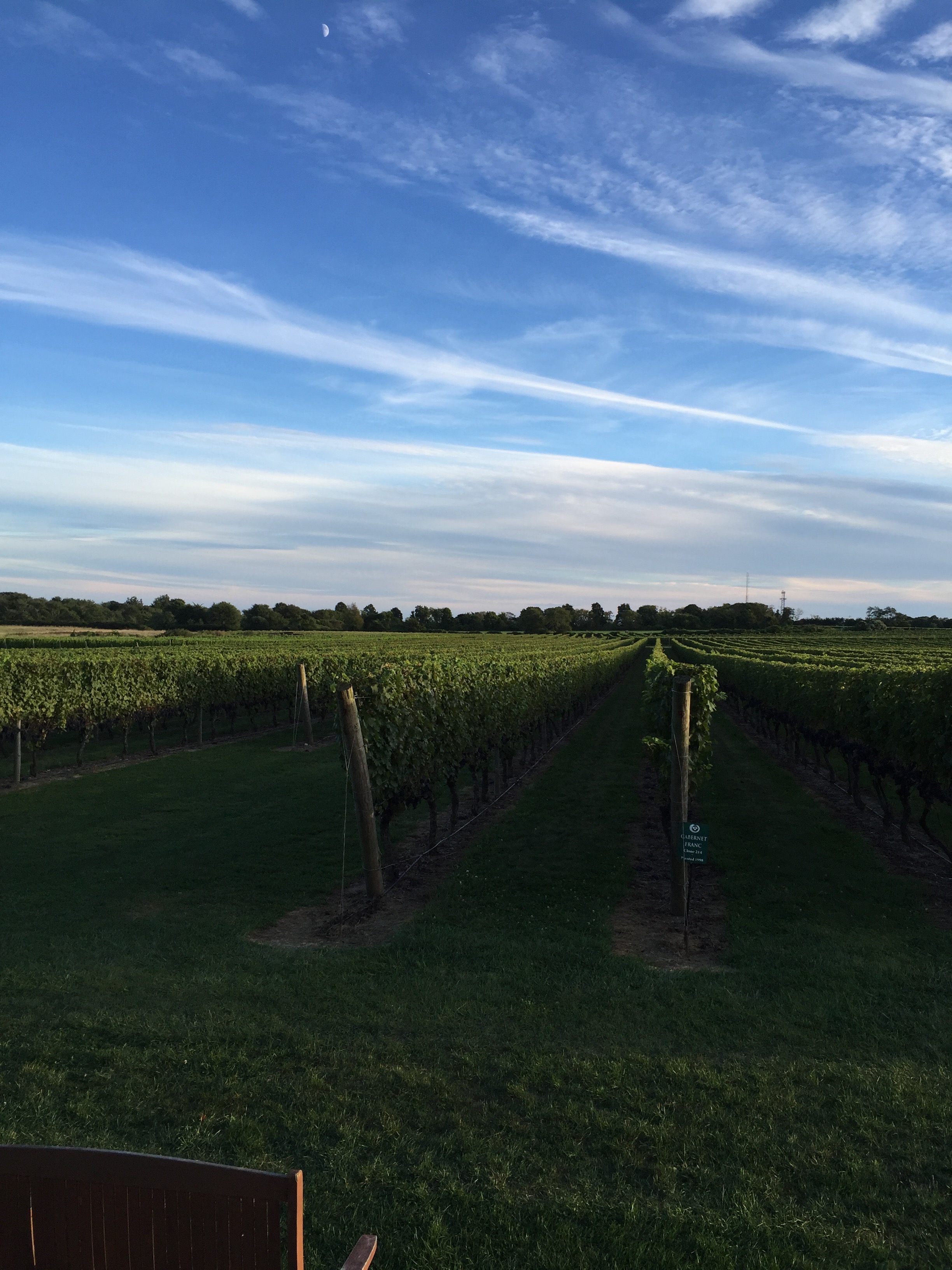 The View of the Vineyards