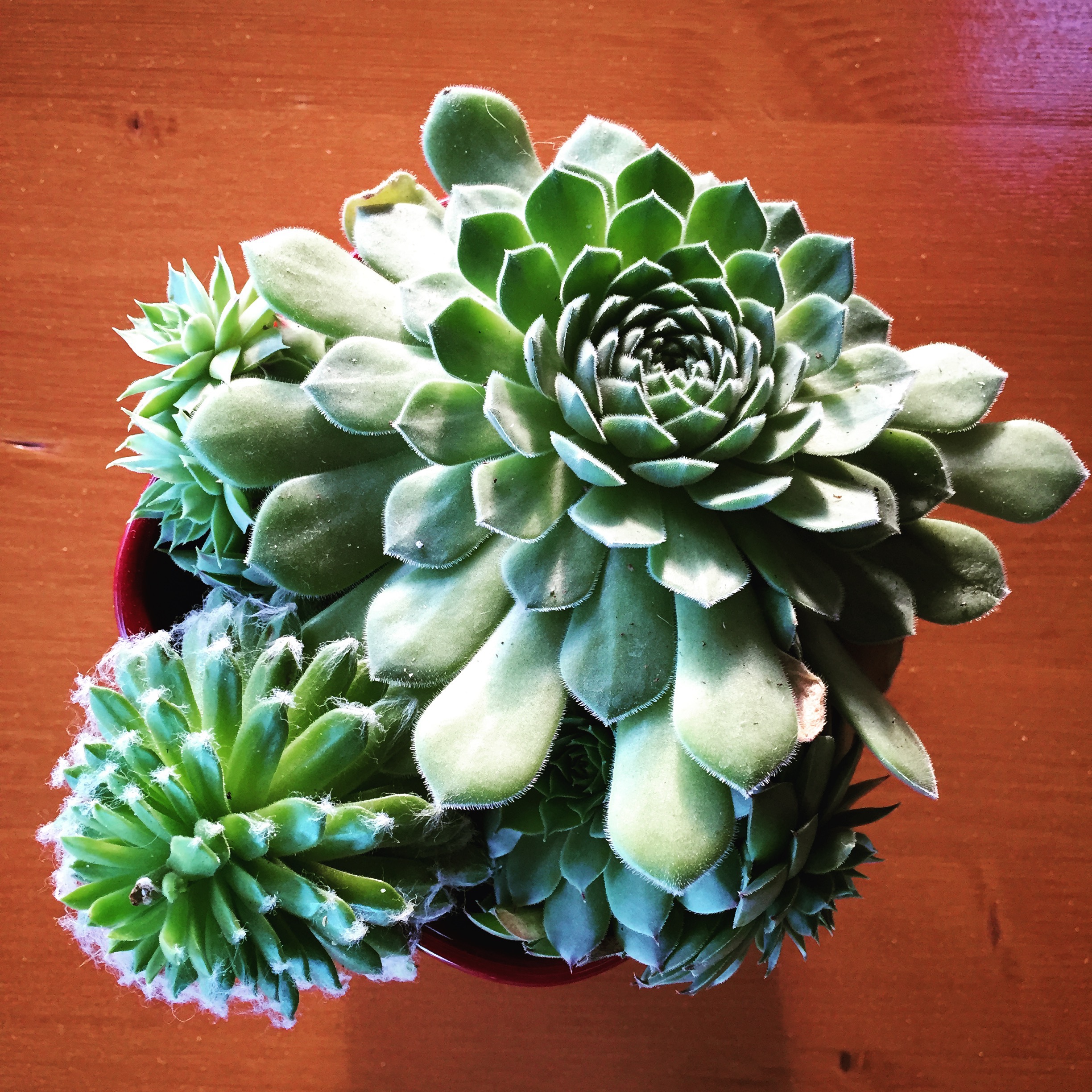 Succulent Table setting. 