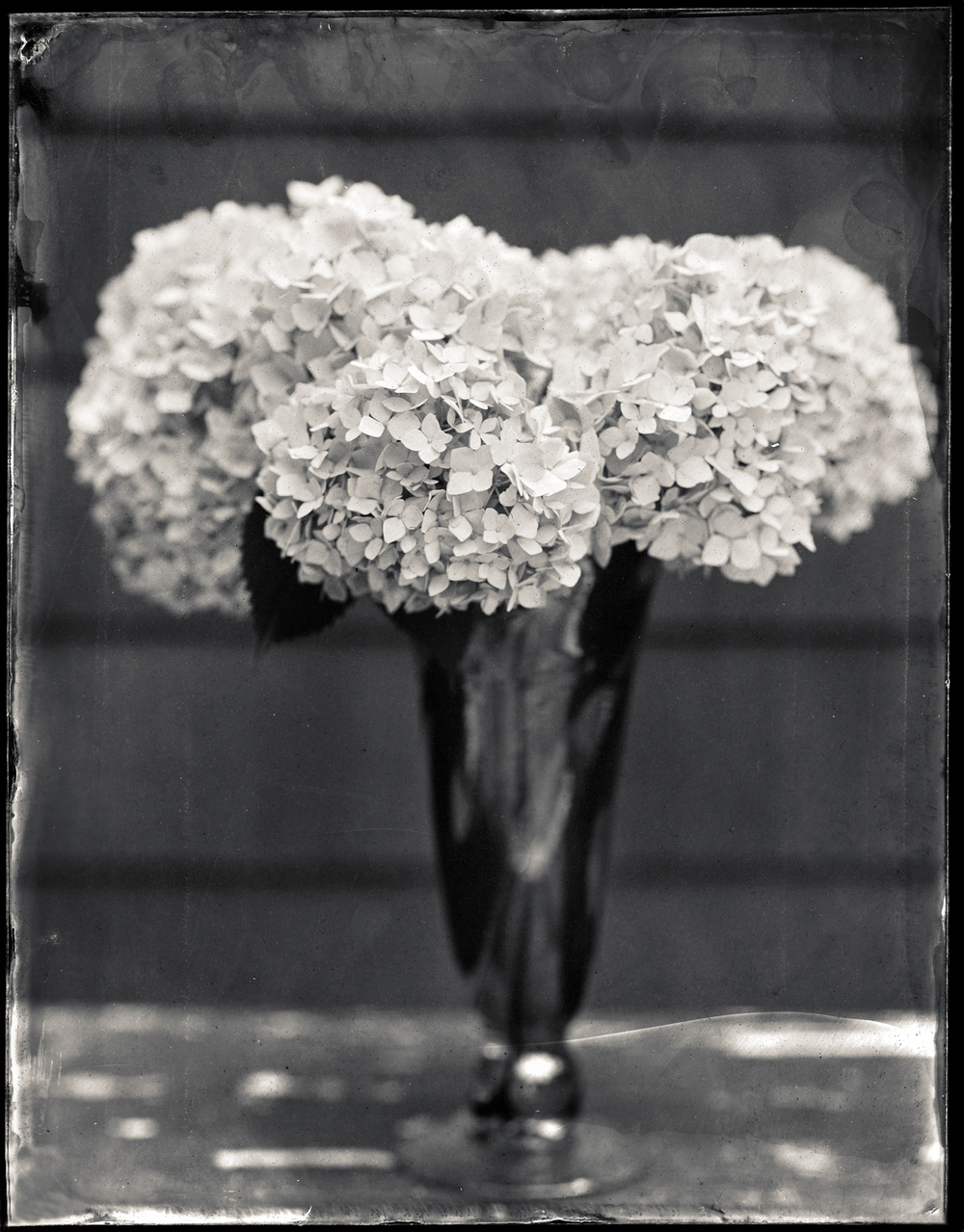 Hydrangea 