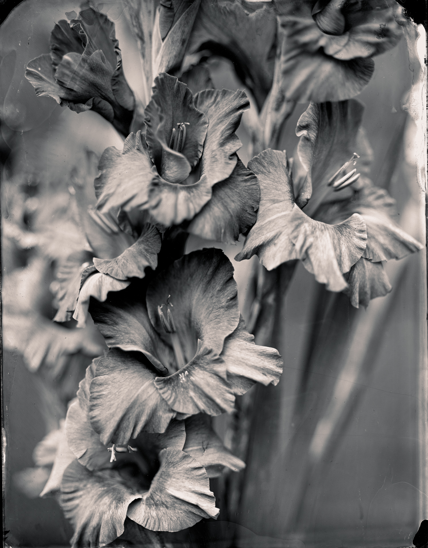 Gladioli