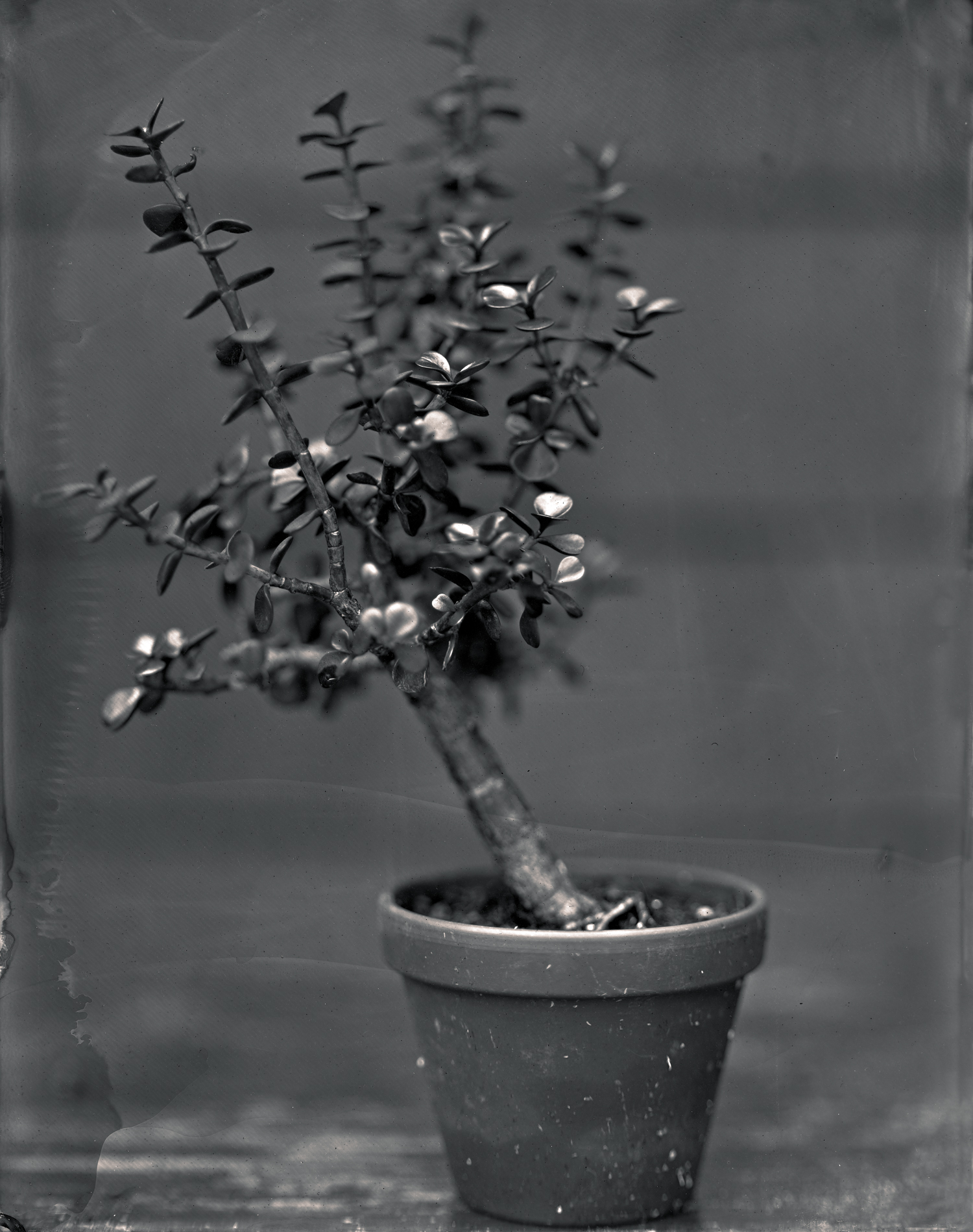 Bonsai Jade Plant