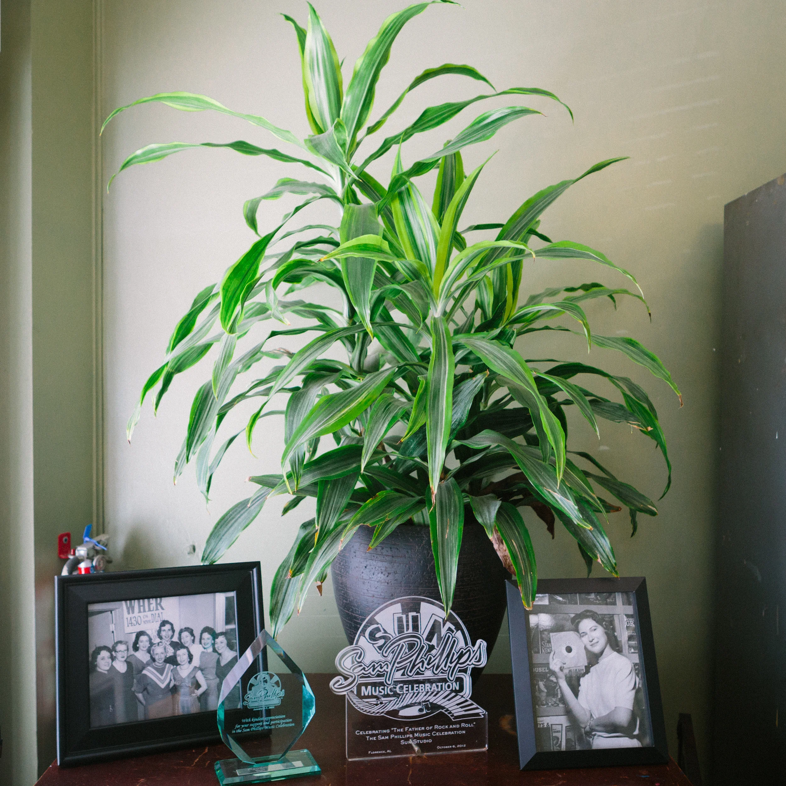 Houseplant in Sun Studio