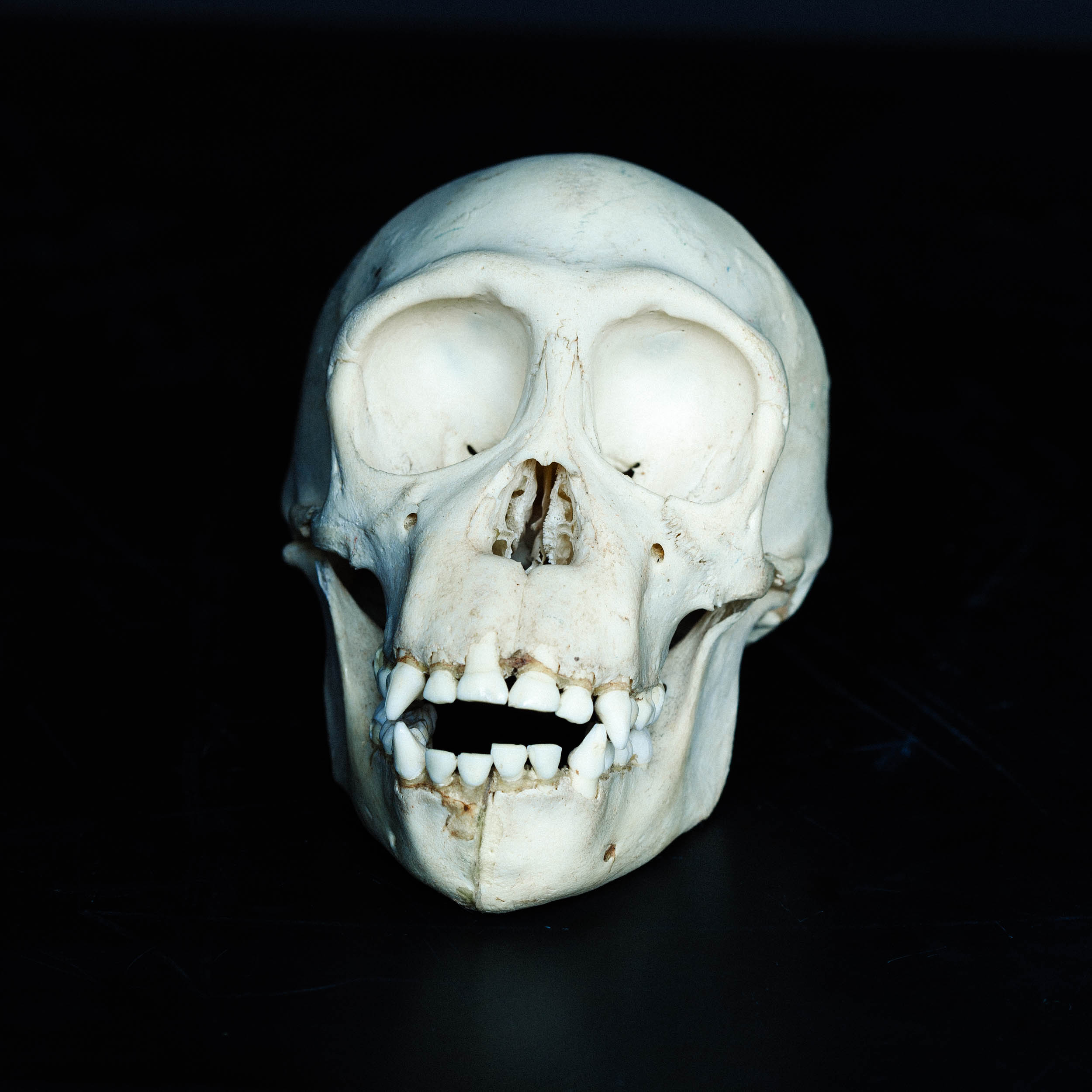 Chimpanzee Skull