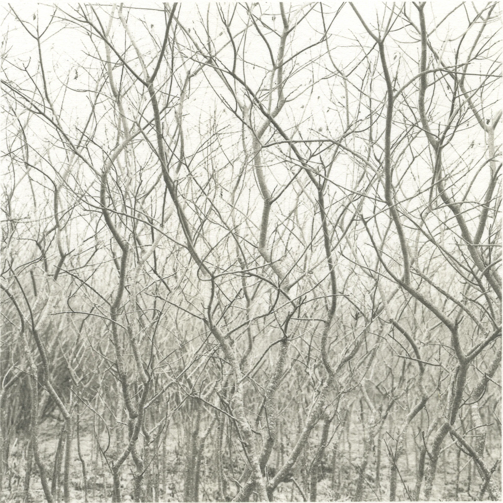 TreeSeries030.jpg